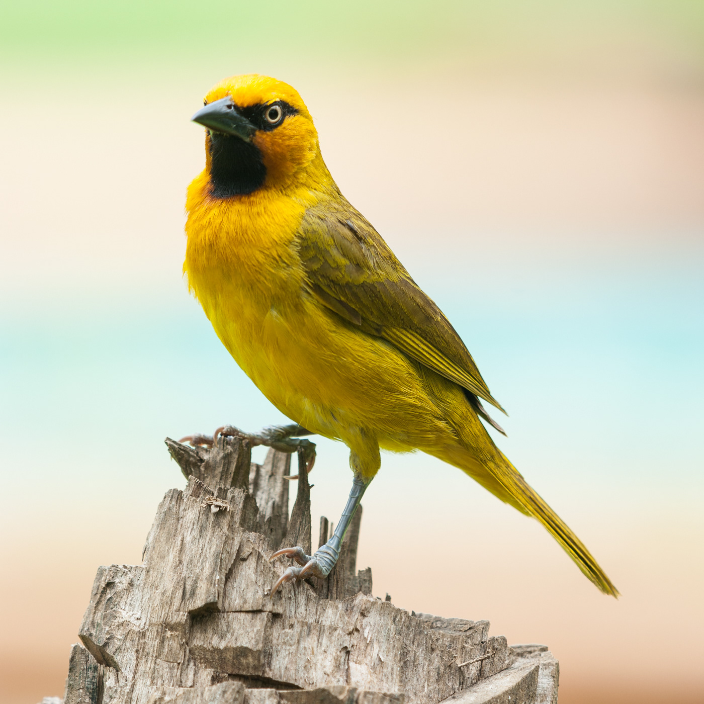 R810 Spectacled Weaver