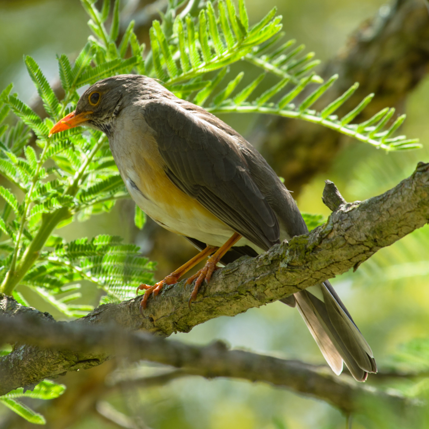 Kurrichane Thrush