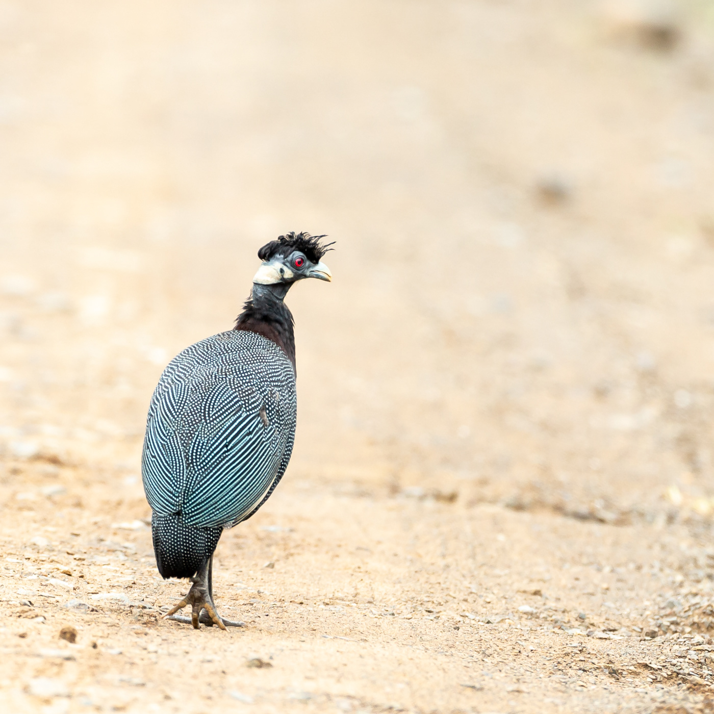 Crowned Guineafowl