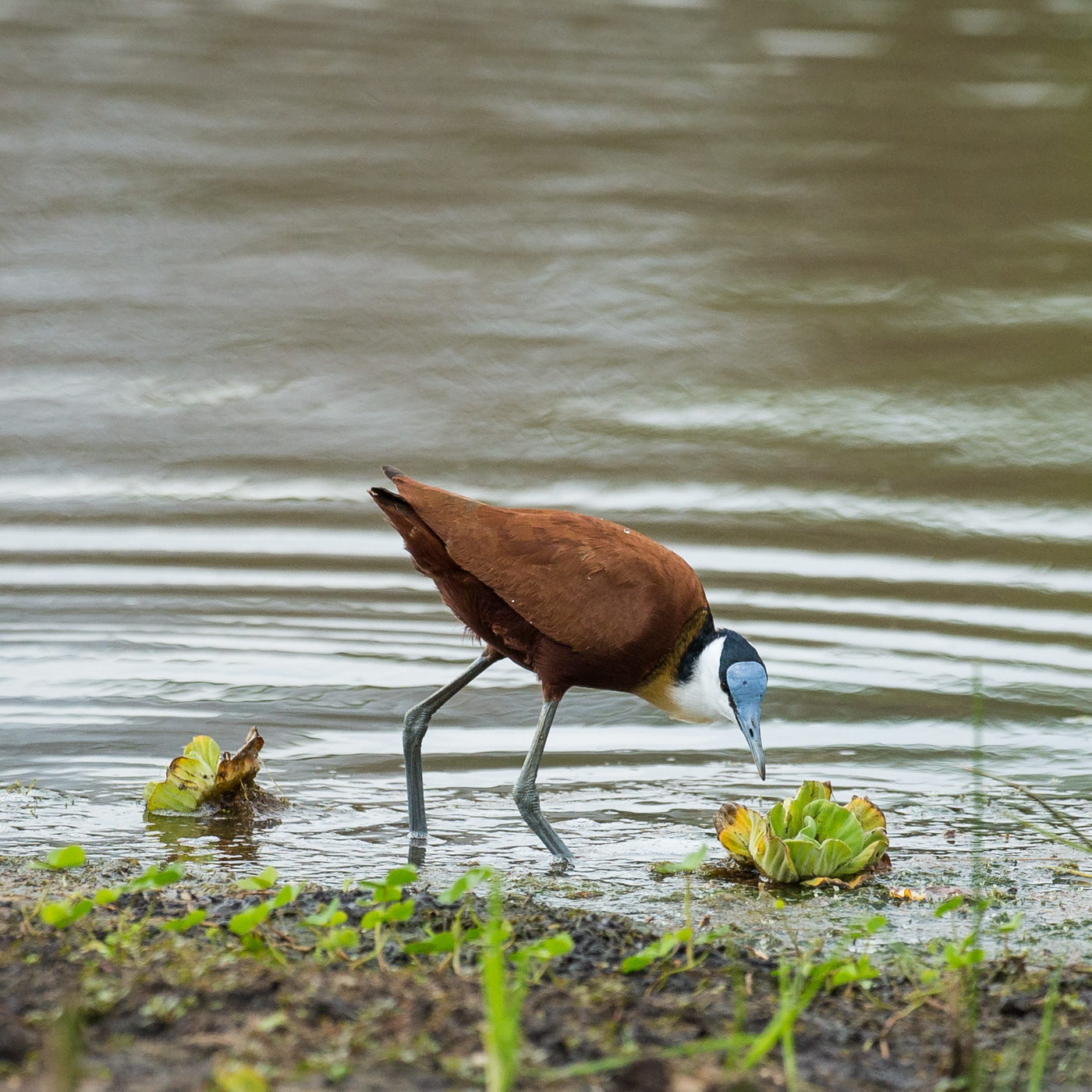 African Jacana
