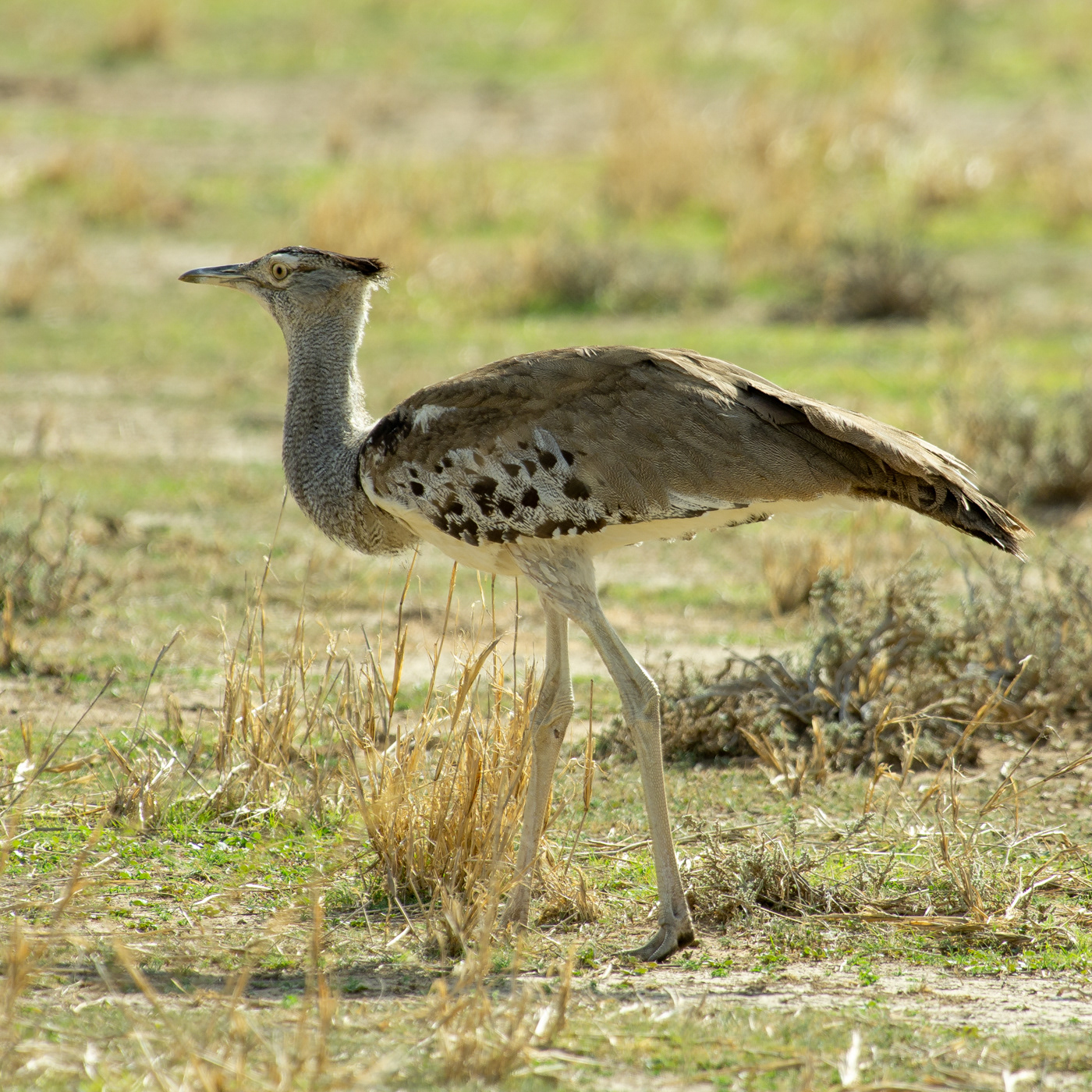 Kori Bustard