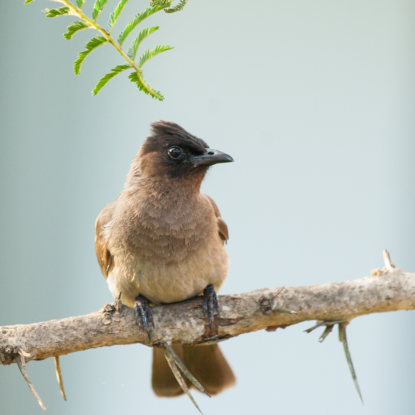 Black-capped Bulbul