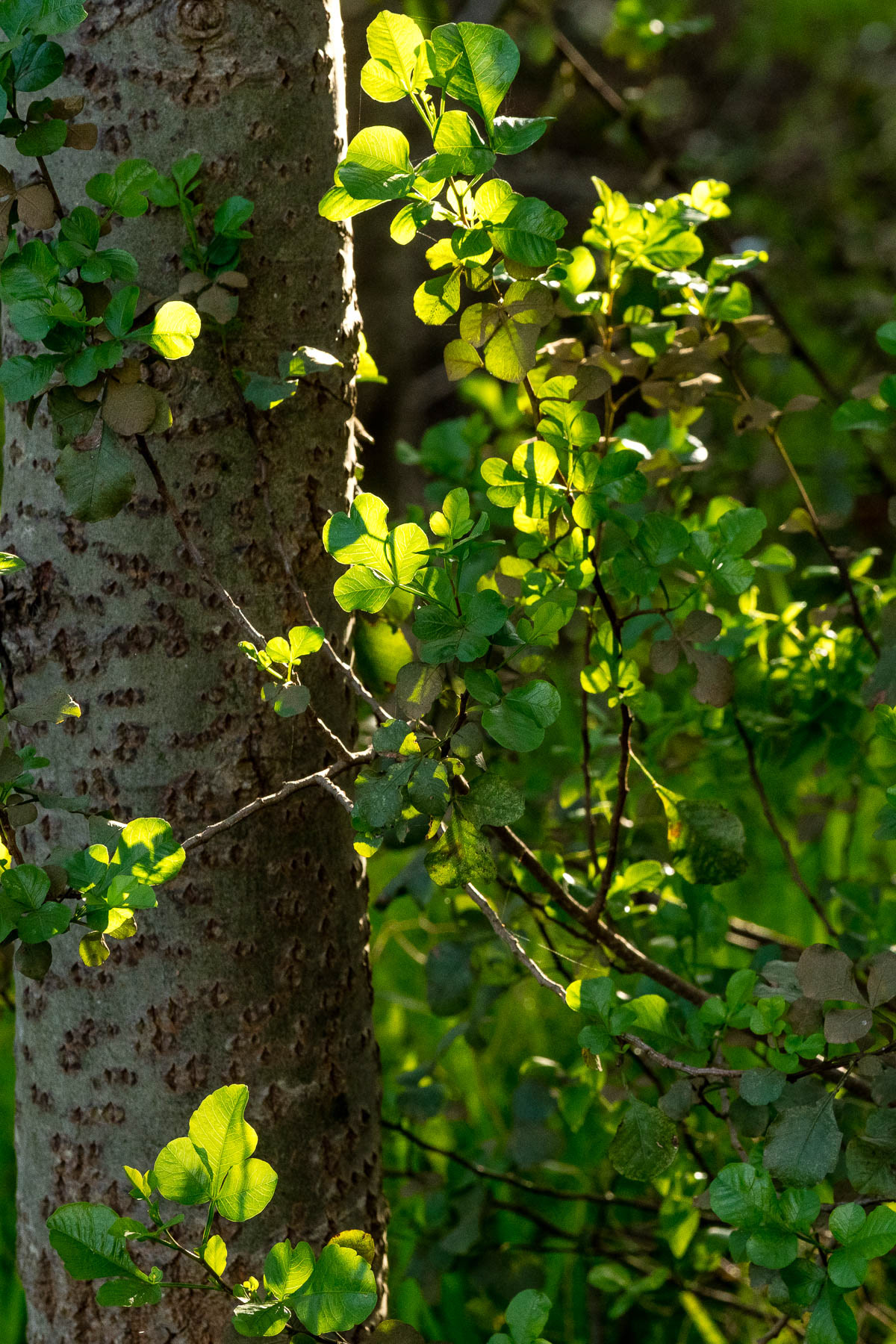 "Leaf & Tree"