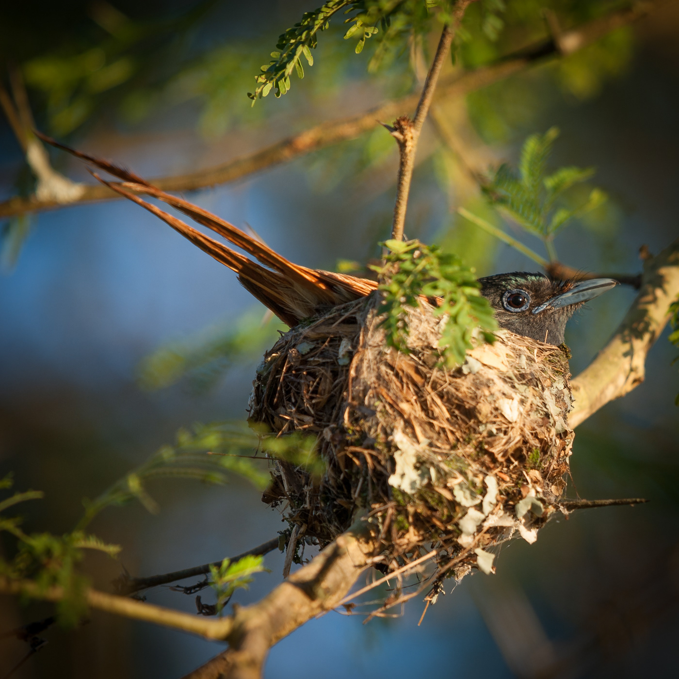 Paradise flycatcher