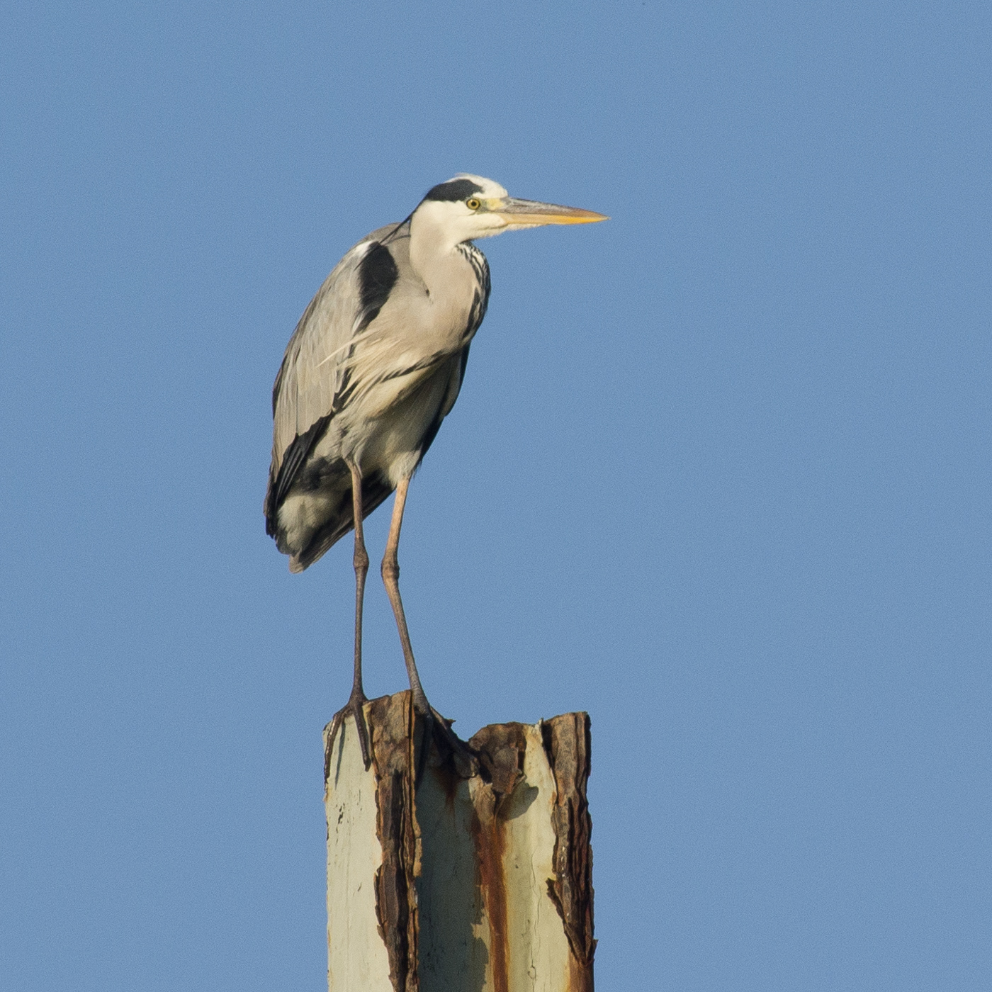 Grey Heron