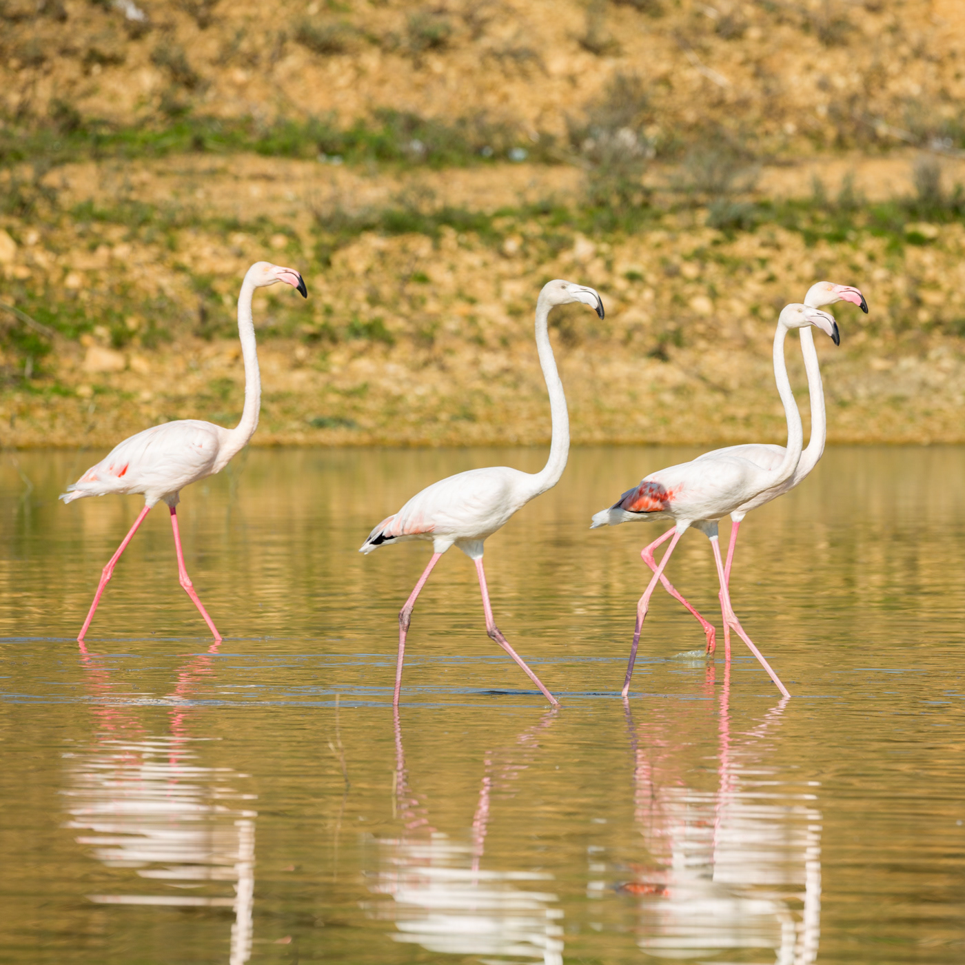 Greater Flamingo