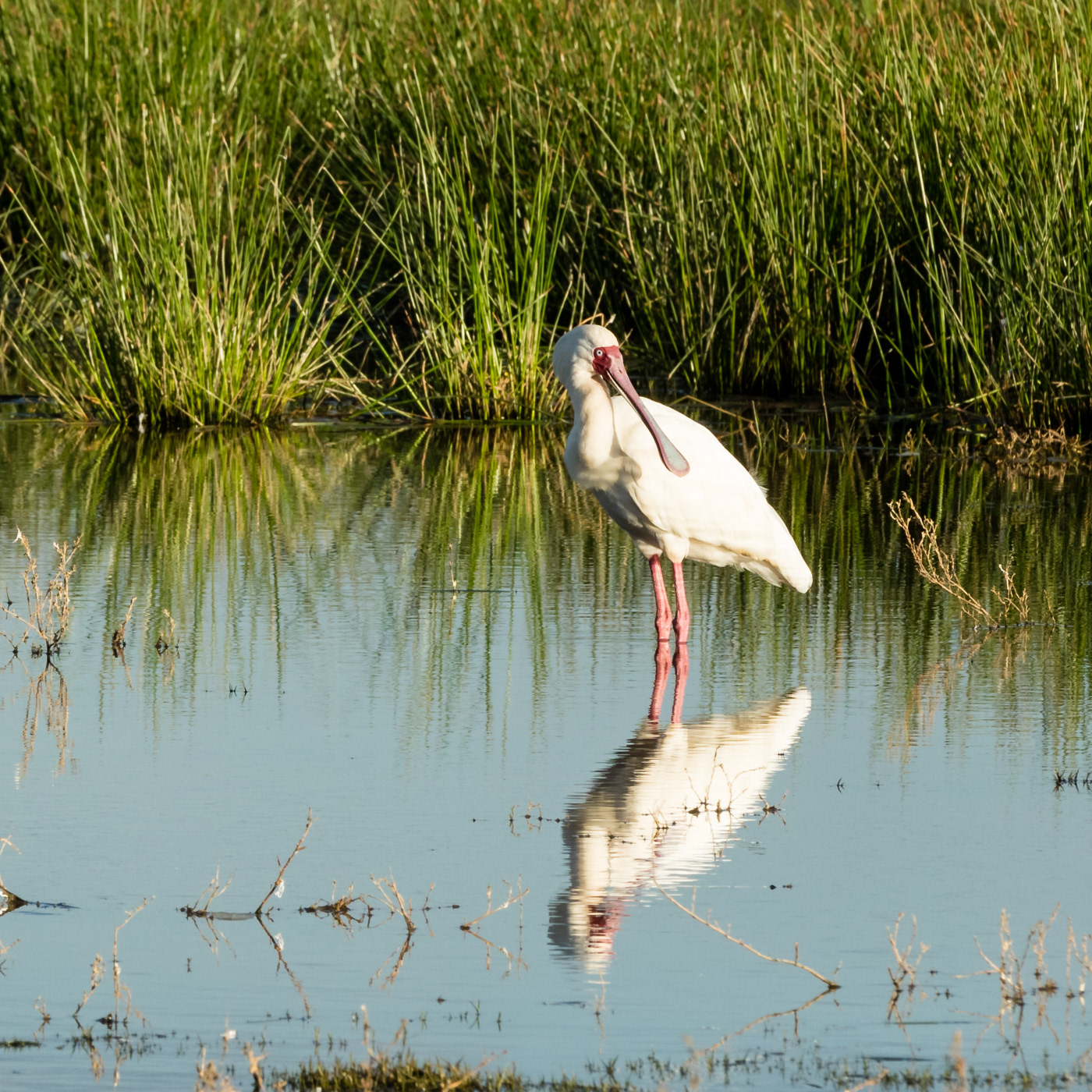 African Spoonbill