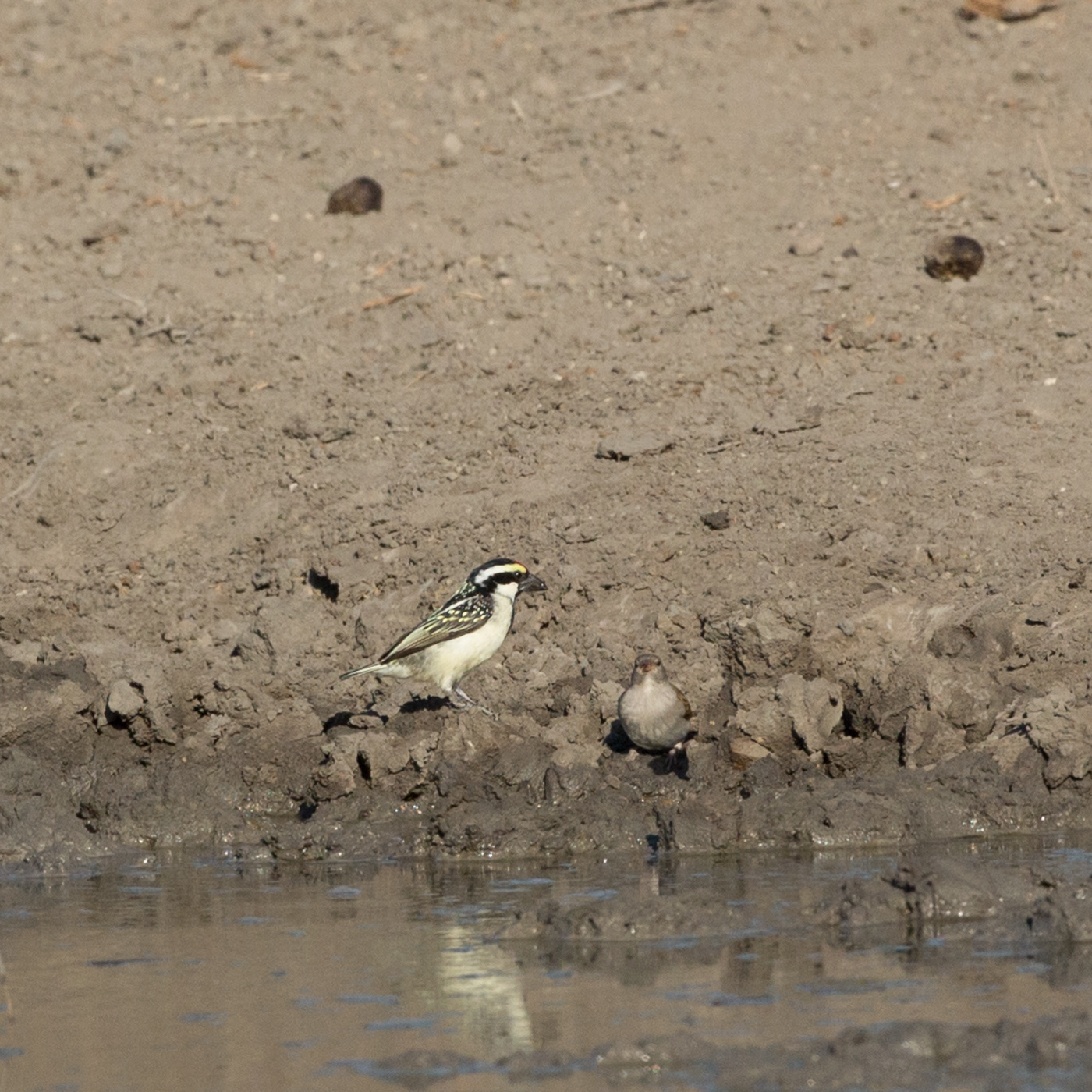 Acacia Pied Barbet