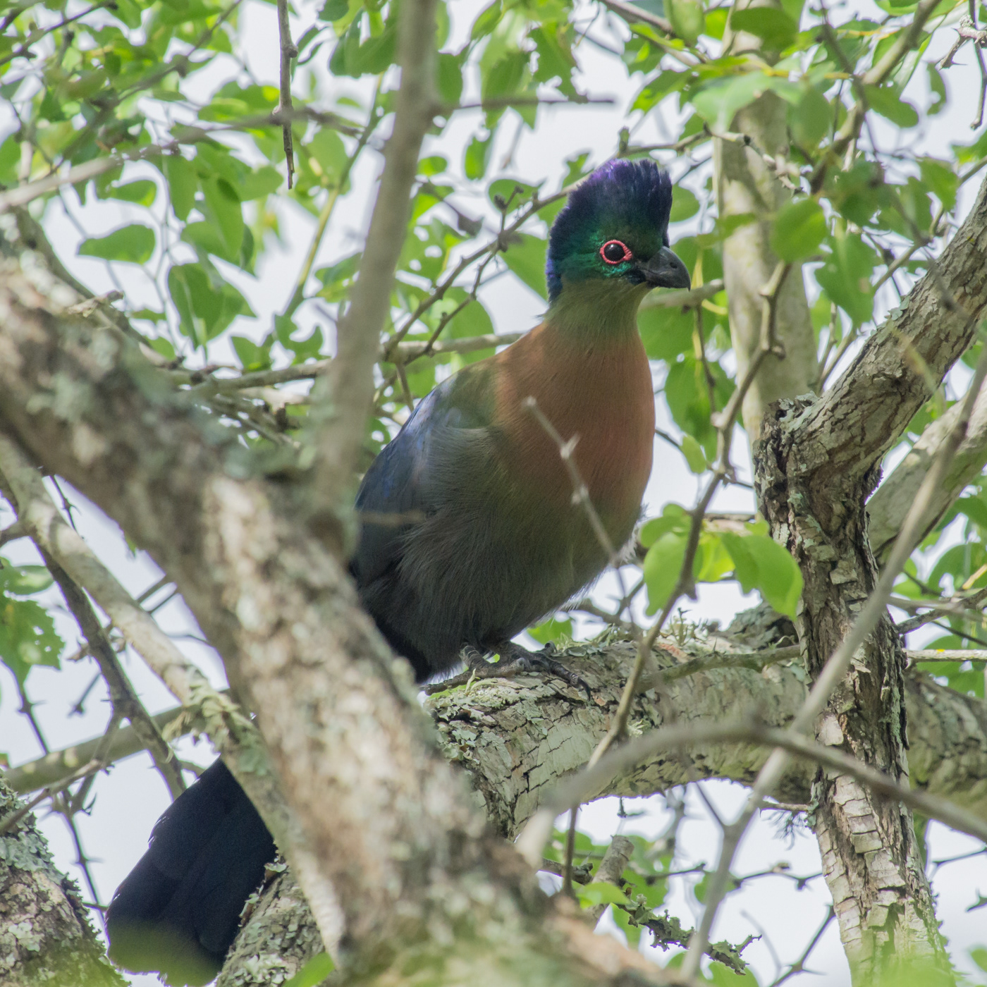 Purple-crested Turaco