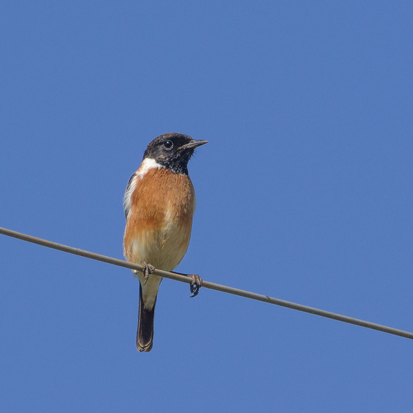 African Stone Chat