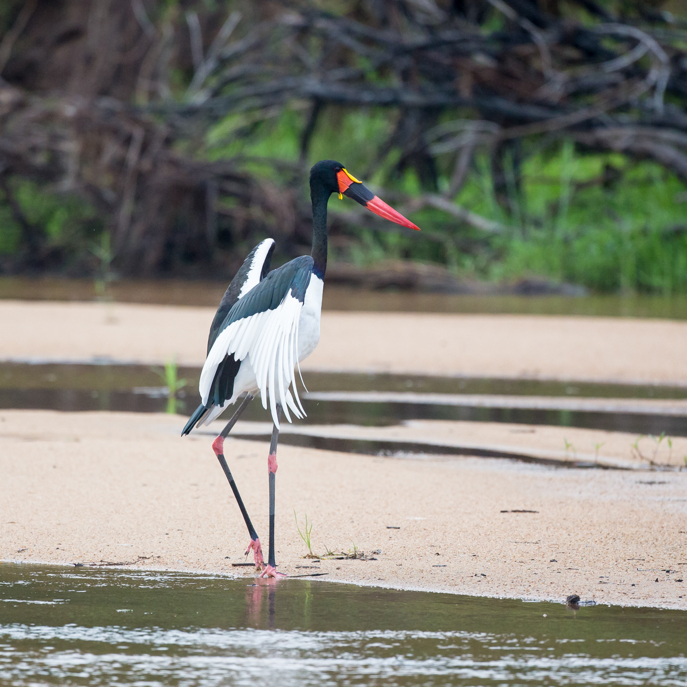Saddle-billed Stork