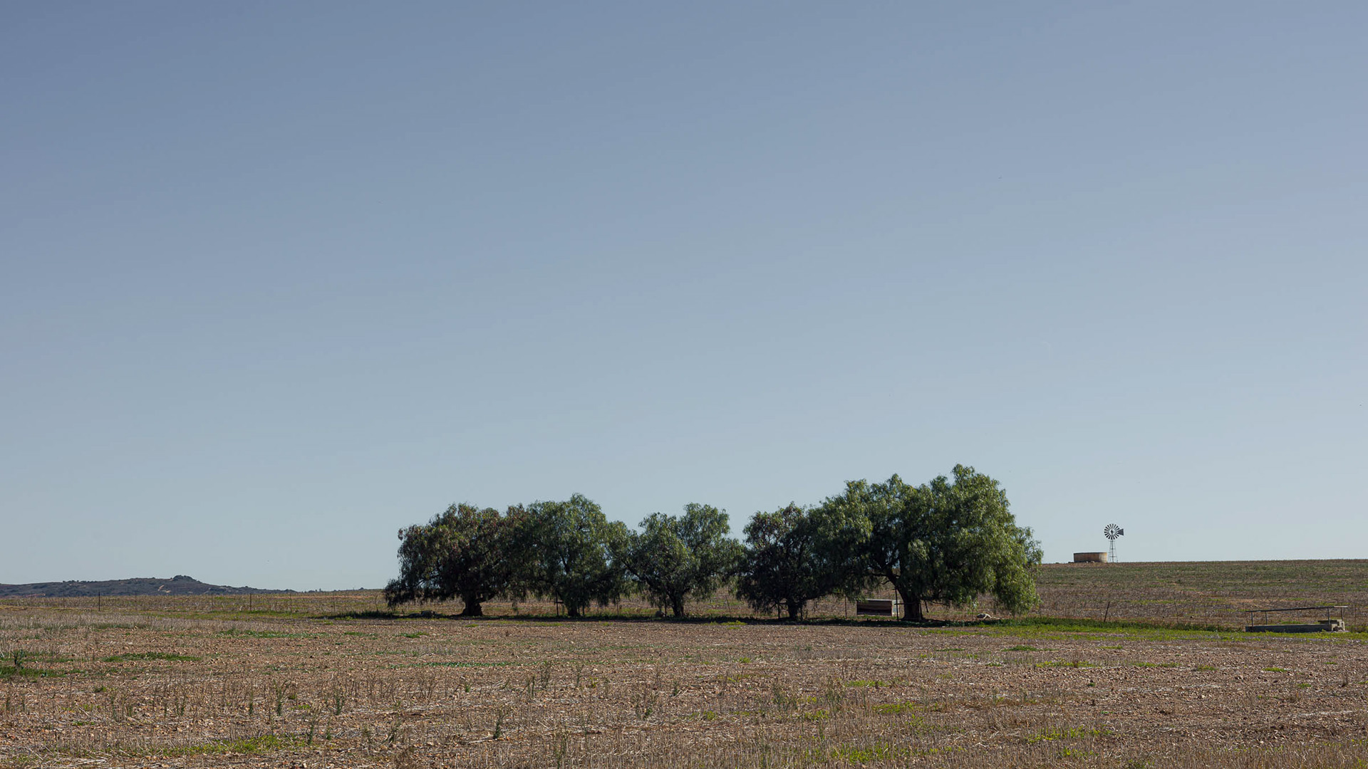 Pepper Trees and Windmill.