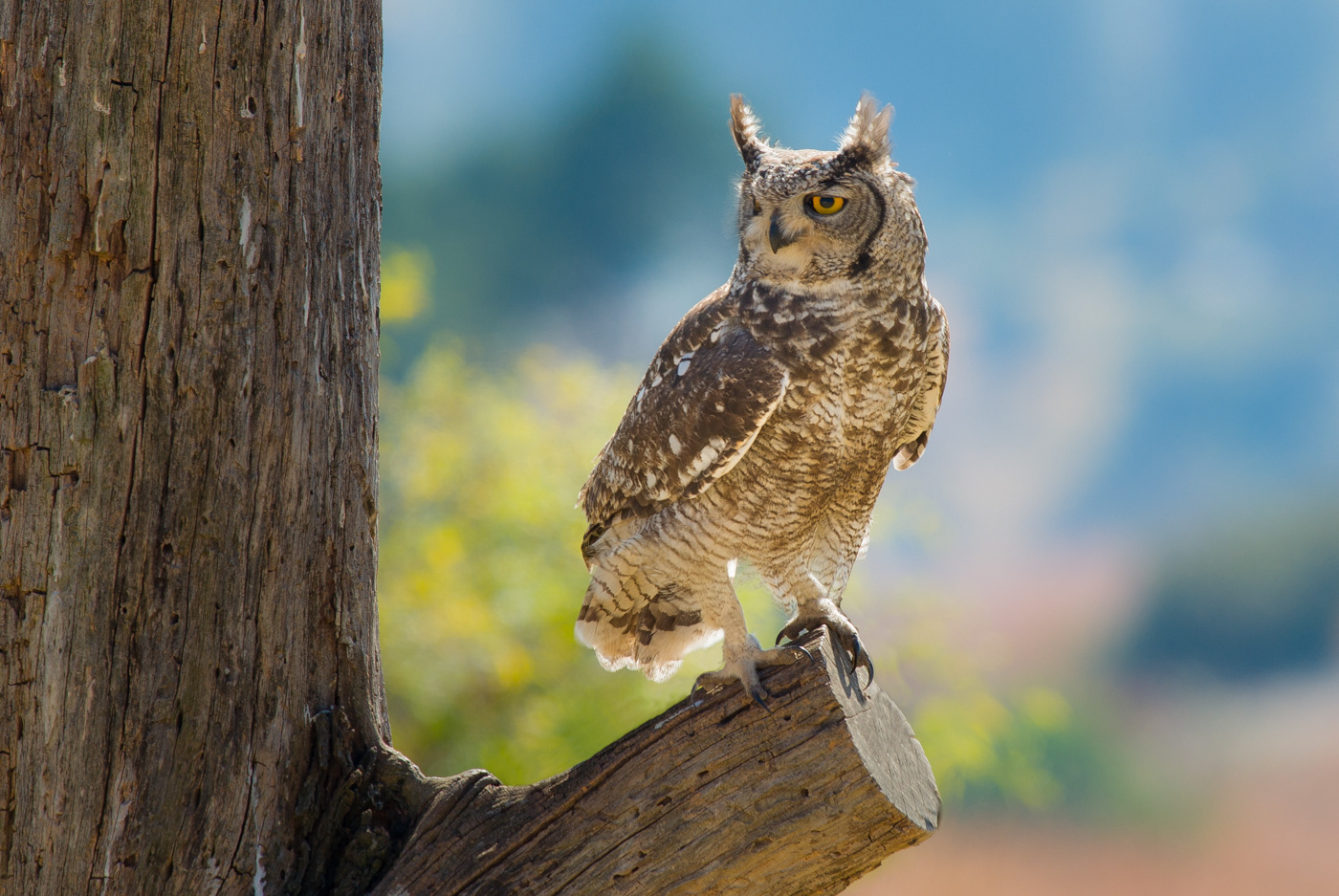 Spotted Eagle Owl