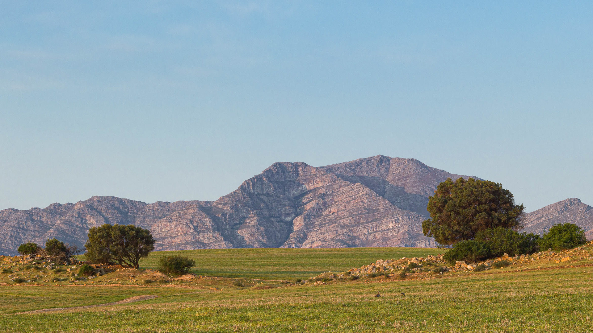 The Saronsberg Between the Trees on the Moredou Road.