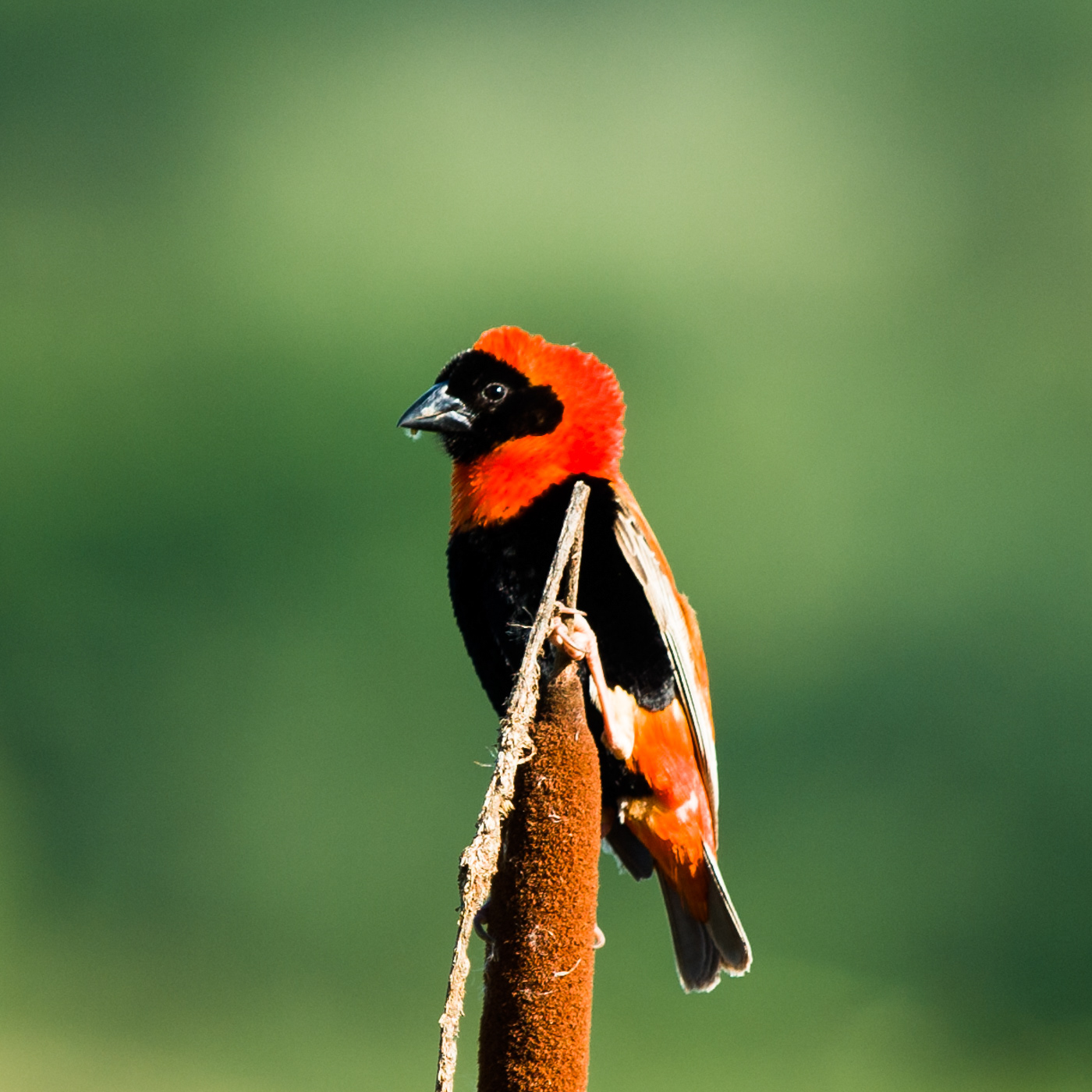 Red Bishop