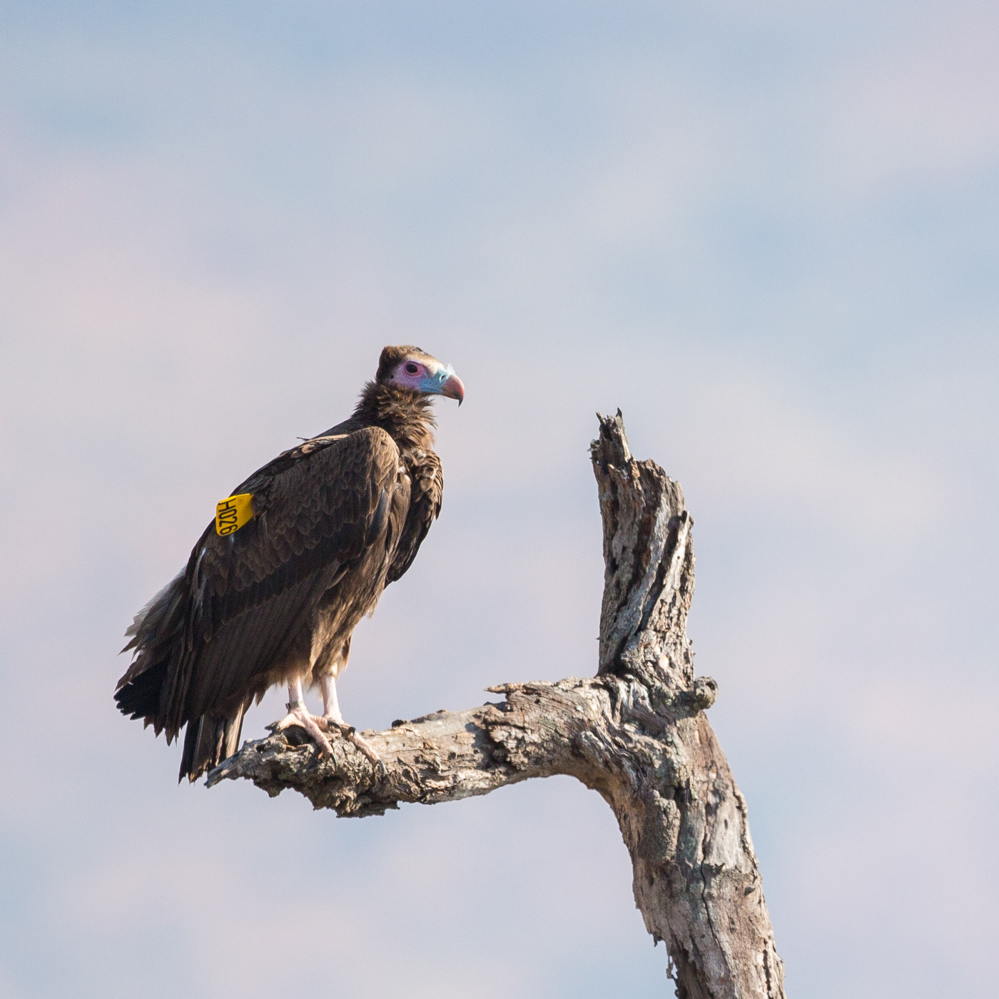 Lappet-faced Vulture