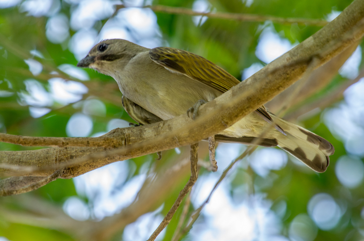 Lesser Honeyguide