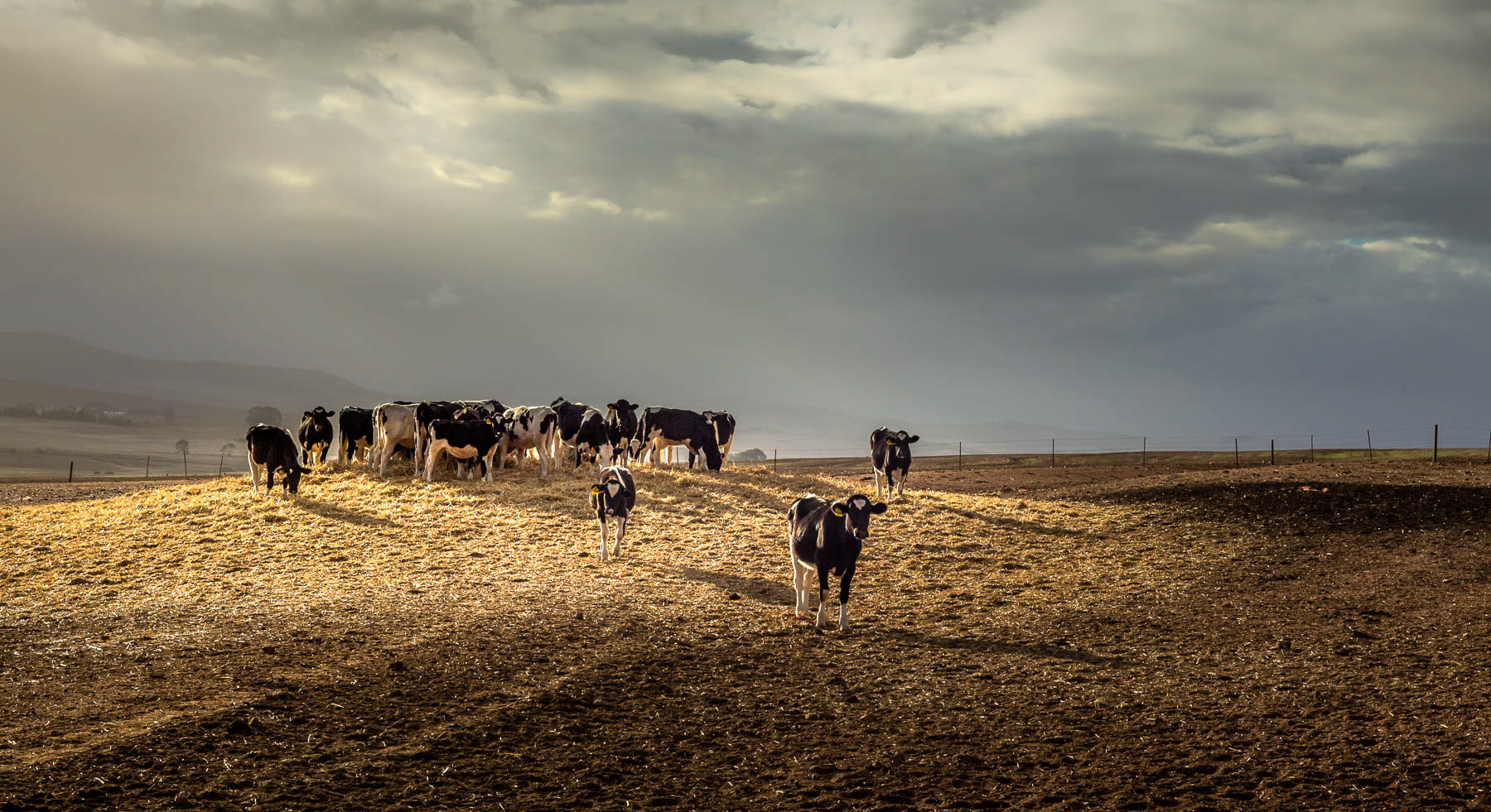 "Cows In The Spotlight"