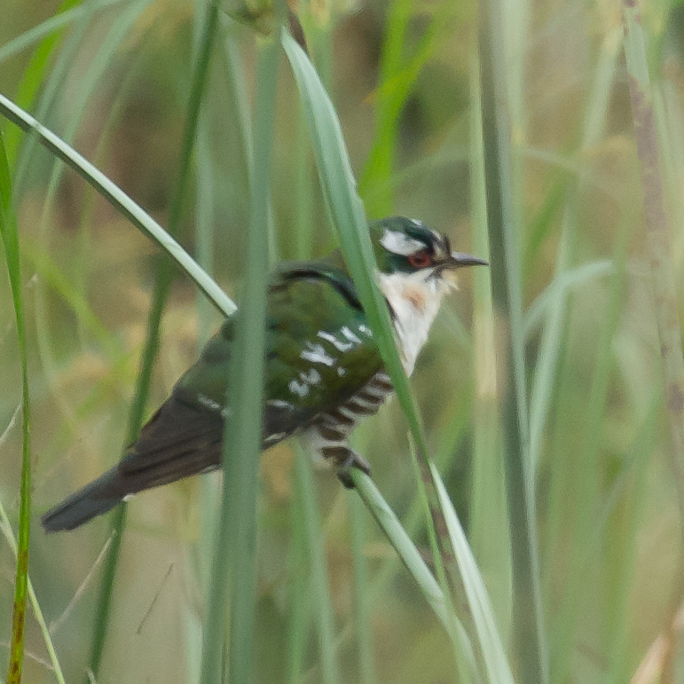 Diederik Cuckoo