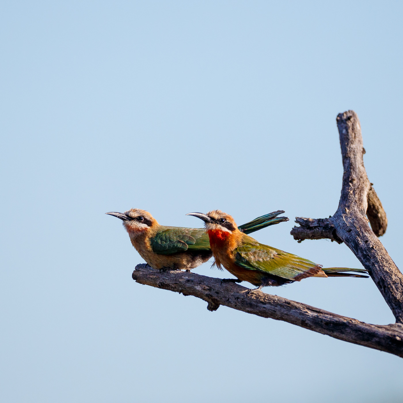 White-fronted Bee-eater
