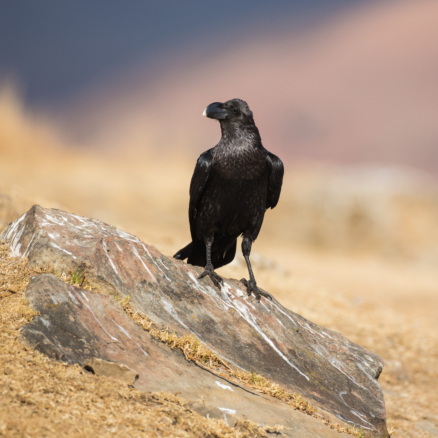 White-necked Raven
