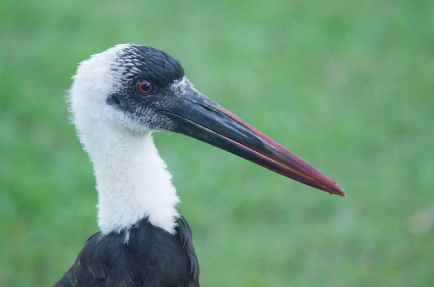 Wooly-necked Stork