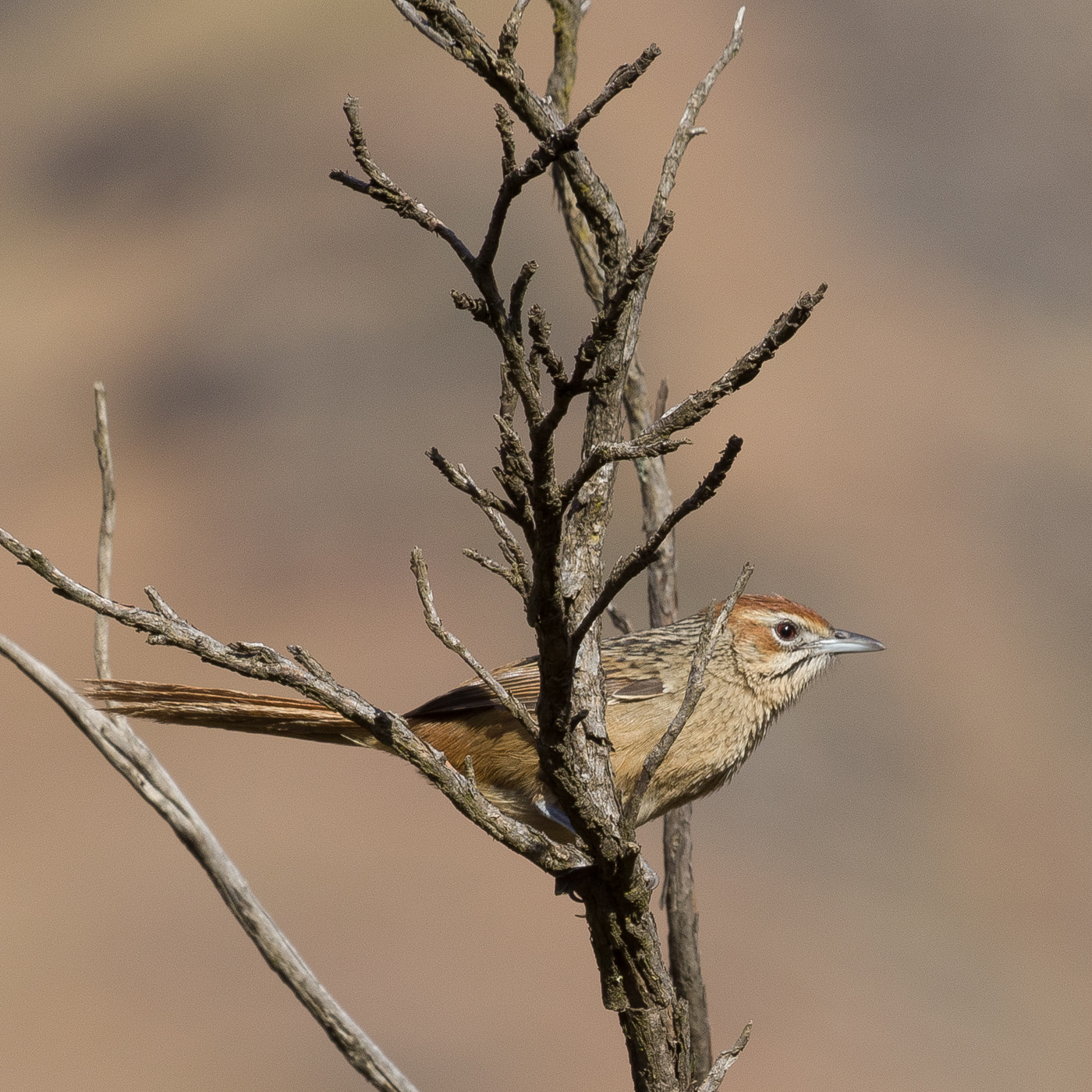 White-browed Scrub Robin