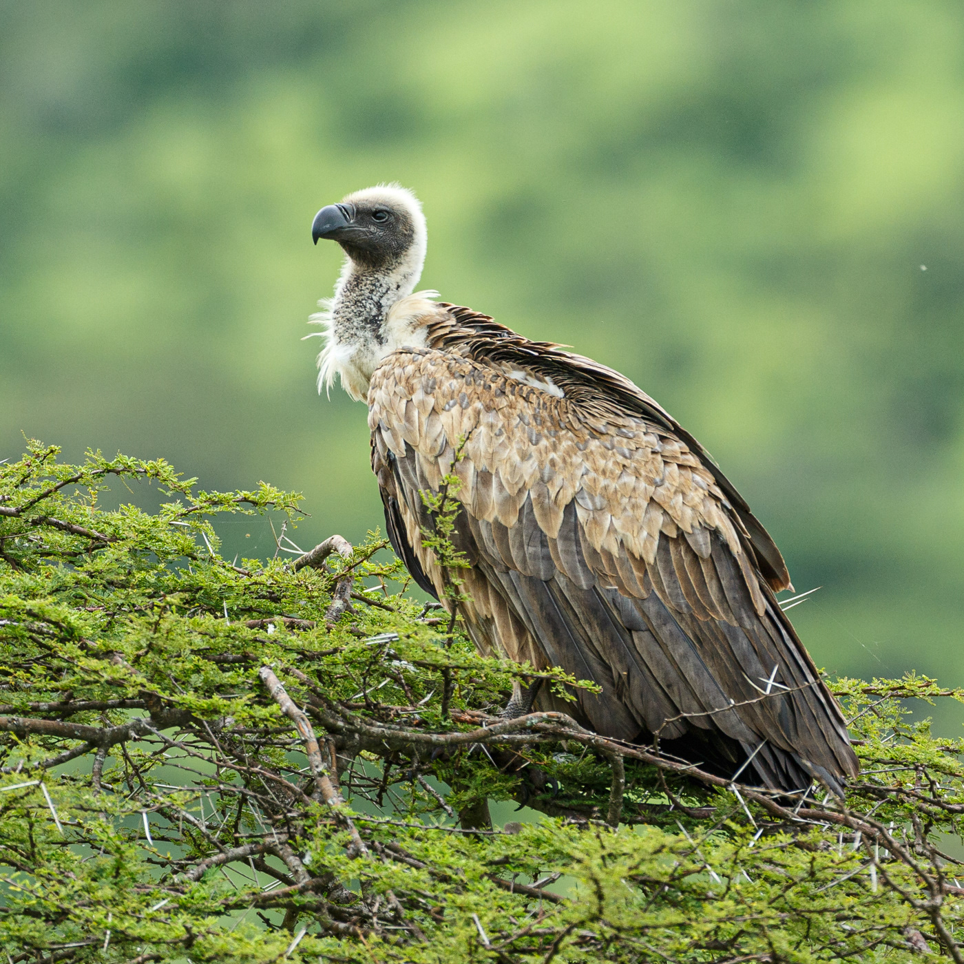 Cape Vulture