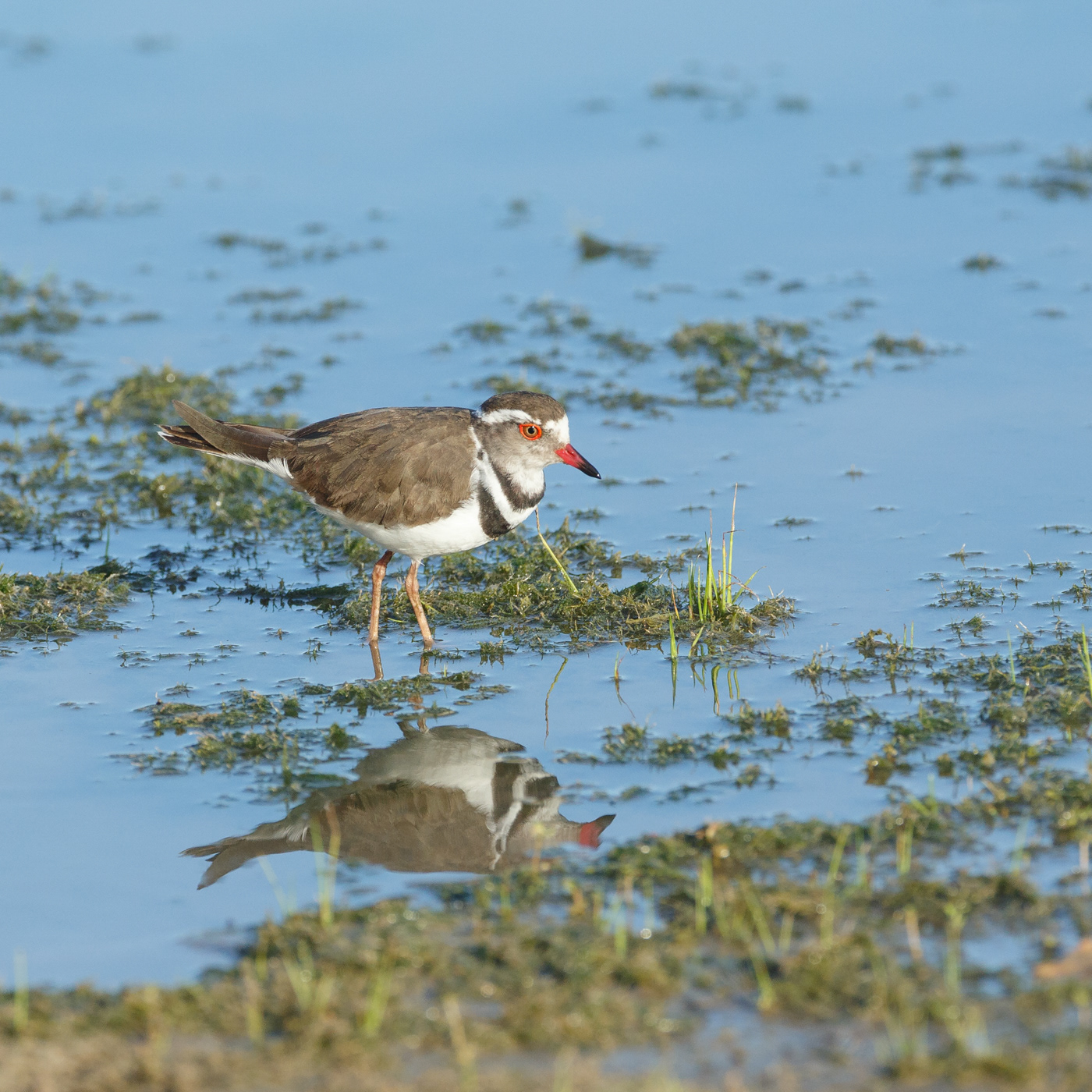 Three-banded Plover