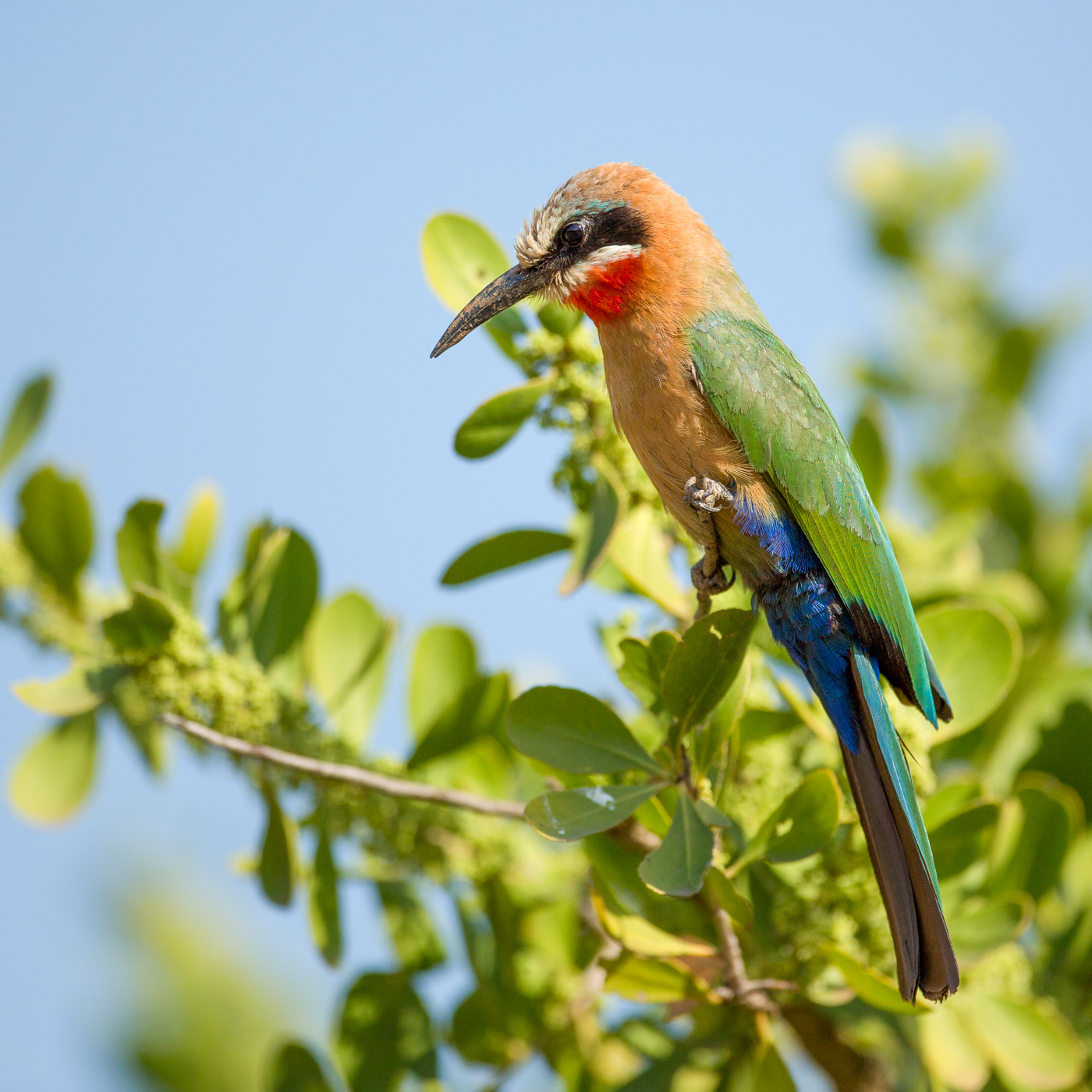 White-fronted Bee-eater