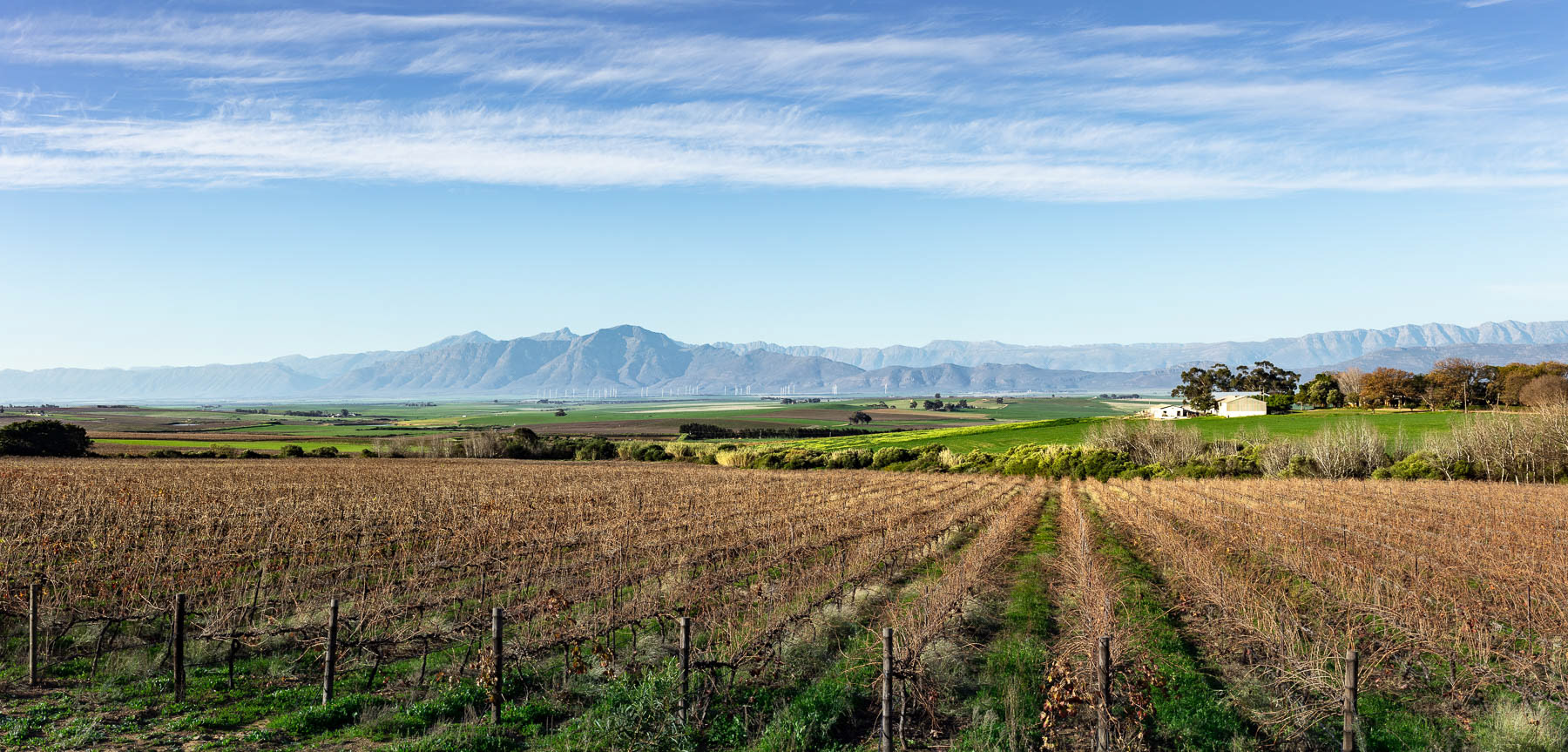 "Across theVines at Allesverloren"