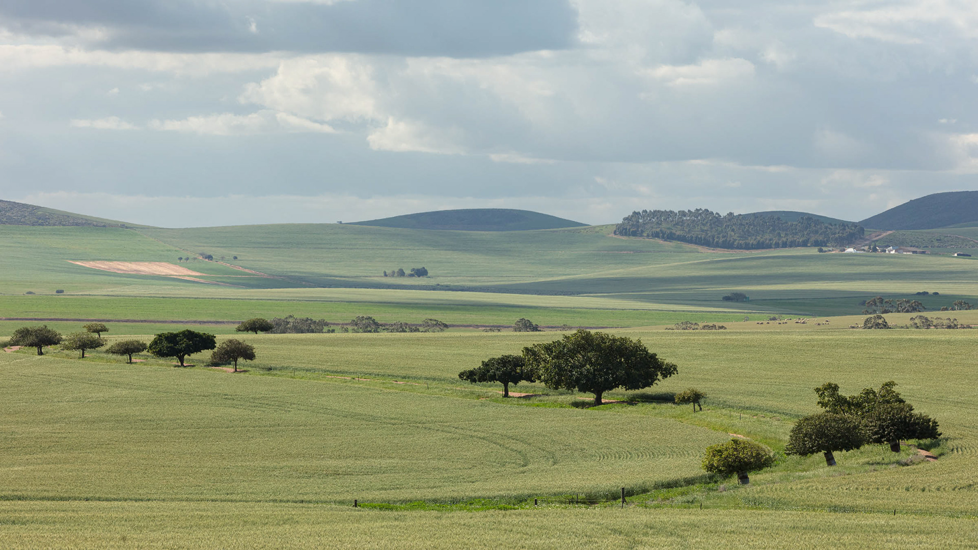 Swartland Farm Road