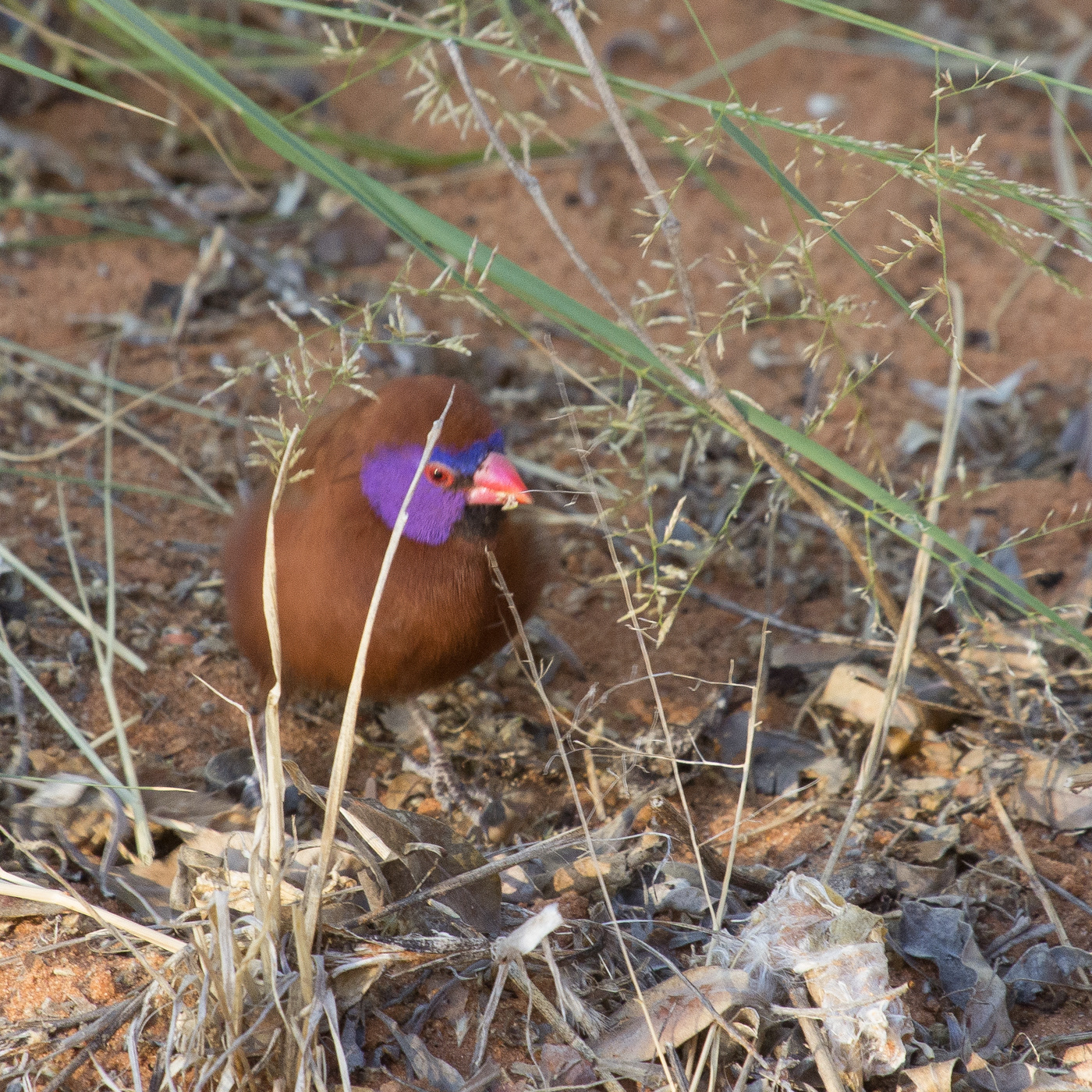 Violet-eared Waxbill