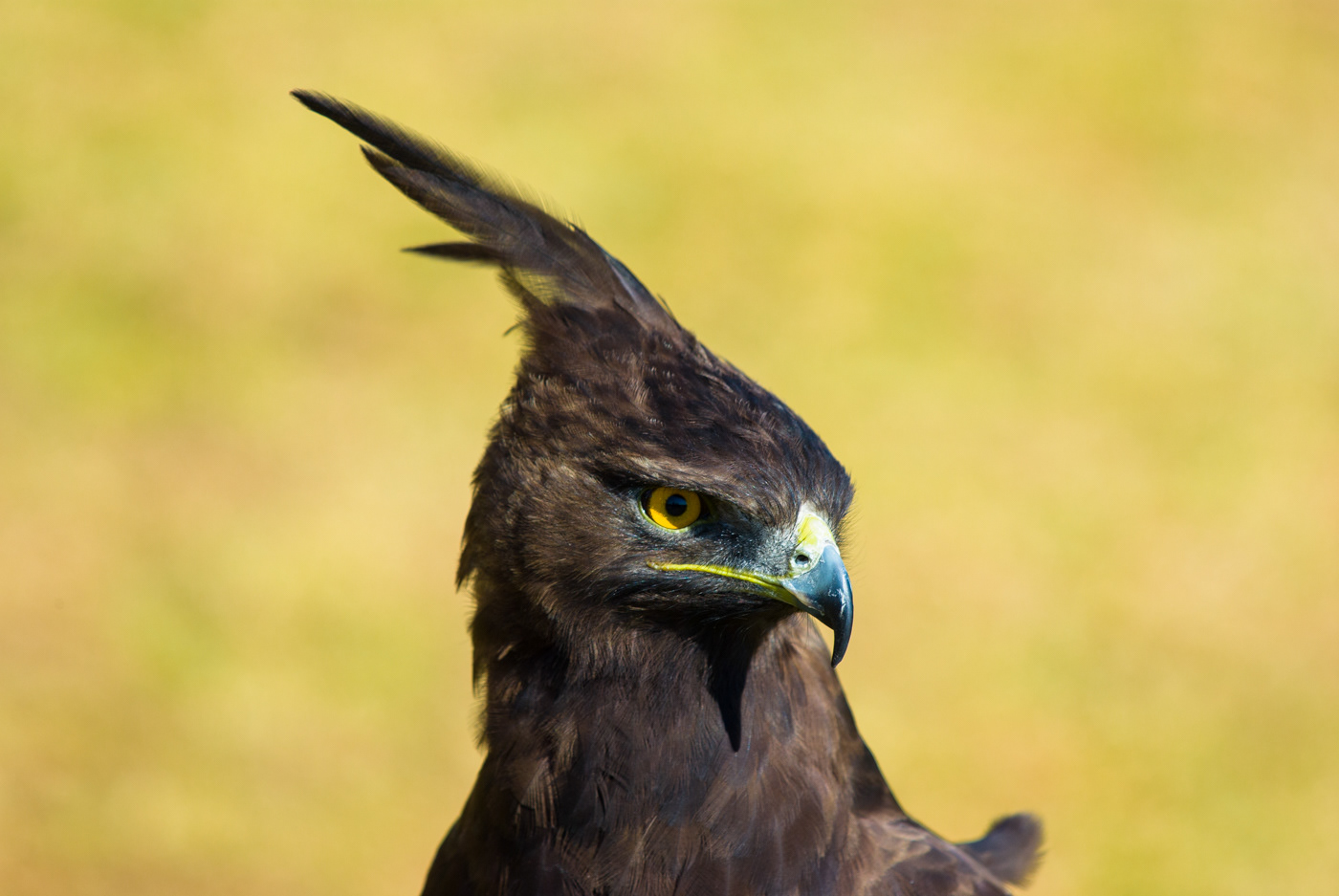 Long-crested Eagle