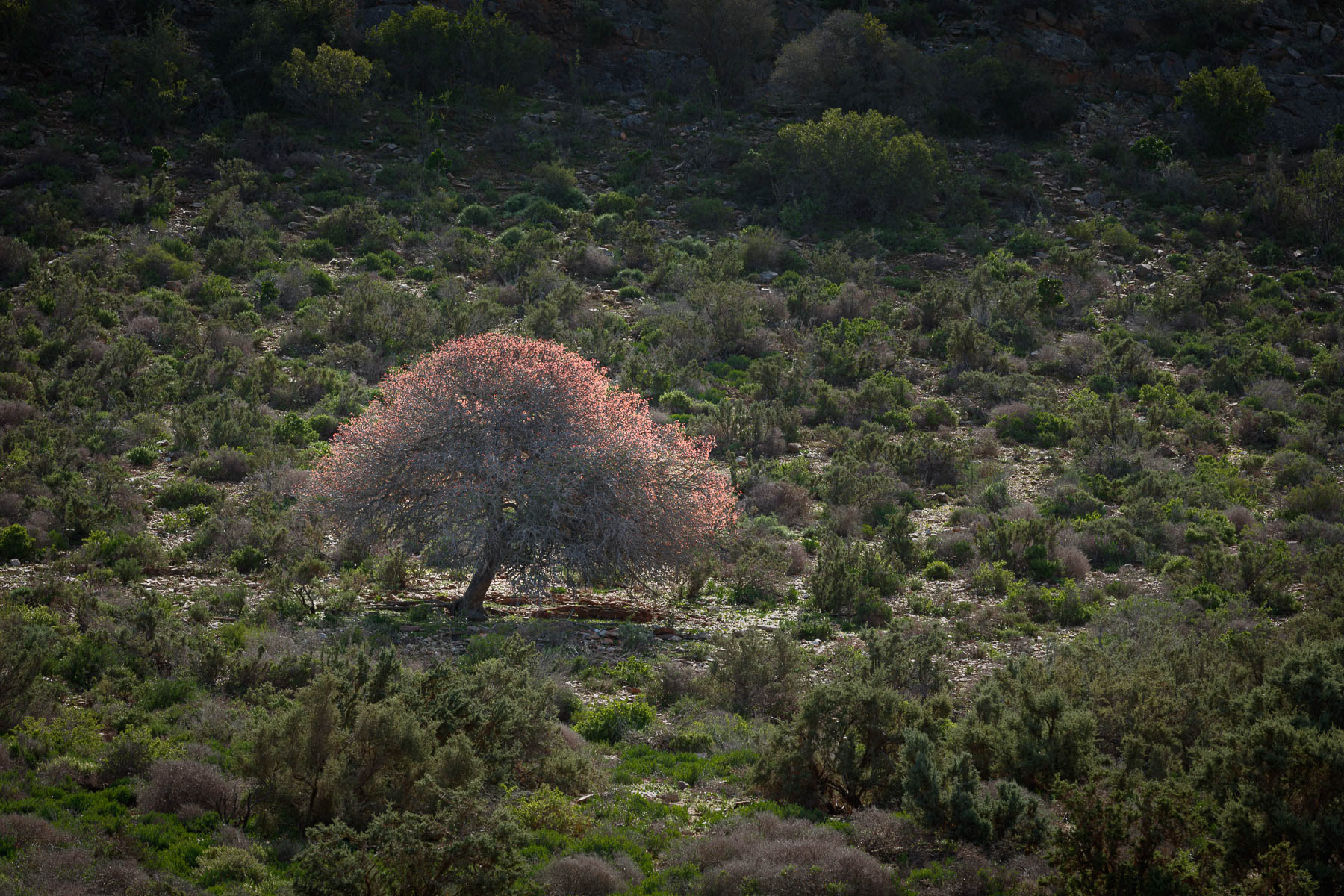 A Karoo Boer-bean tree.
