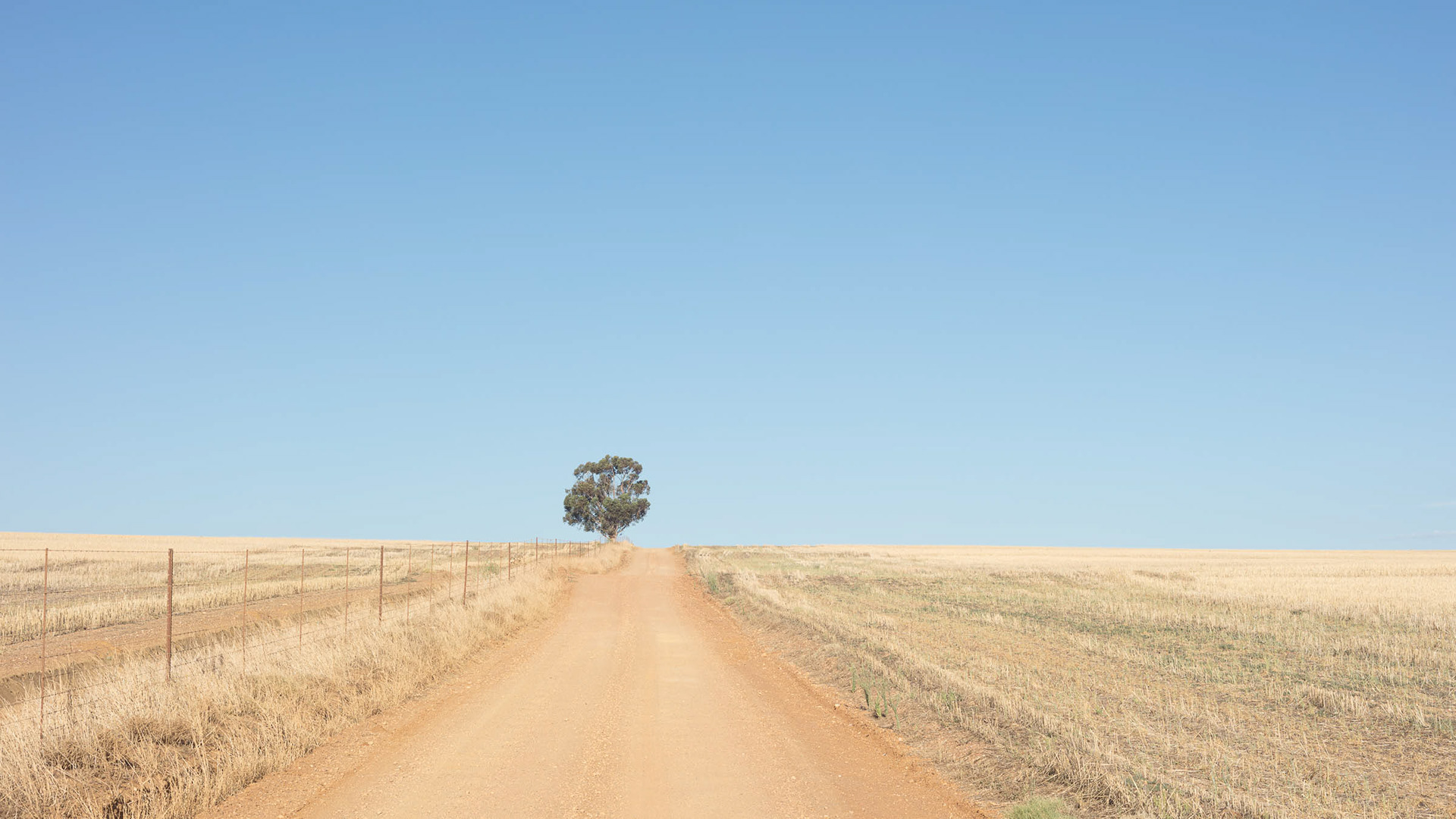Loan tree on the "Bloemfontein" road off the Malmesbury - Paarl road.