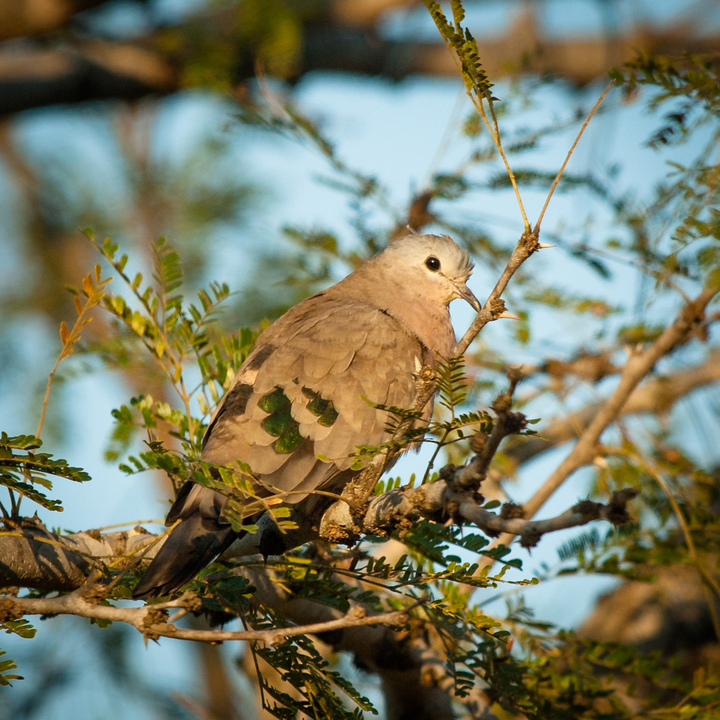Green-spotted Dove