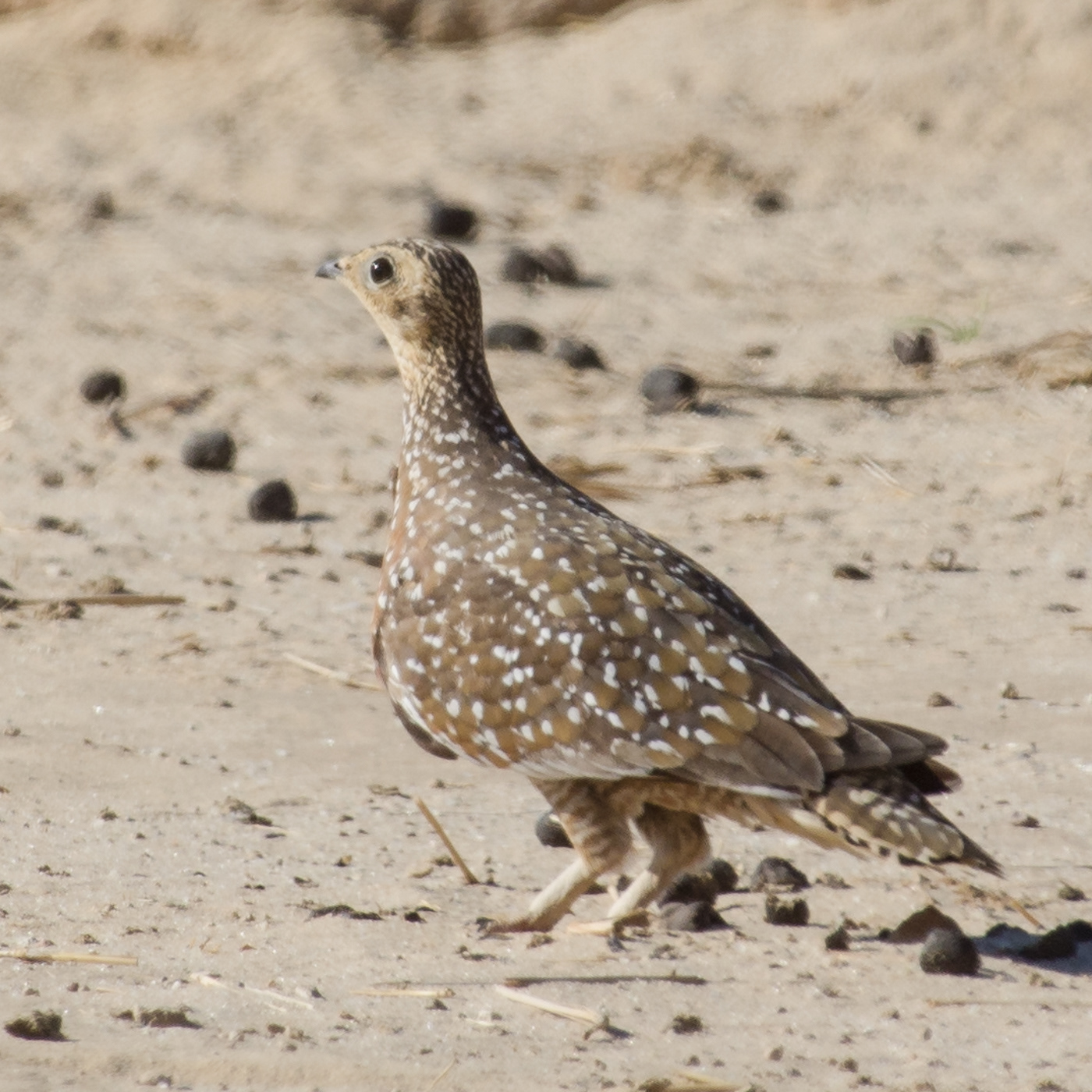 Namaqua Sandgrouse