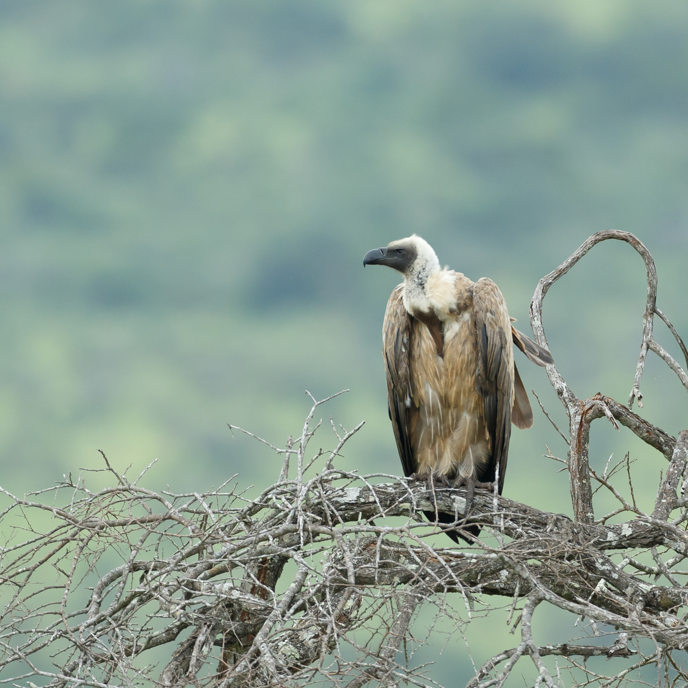 Cape Vulture