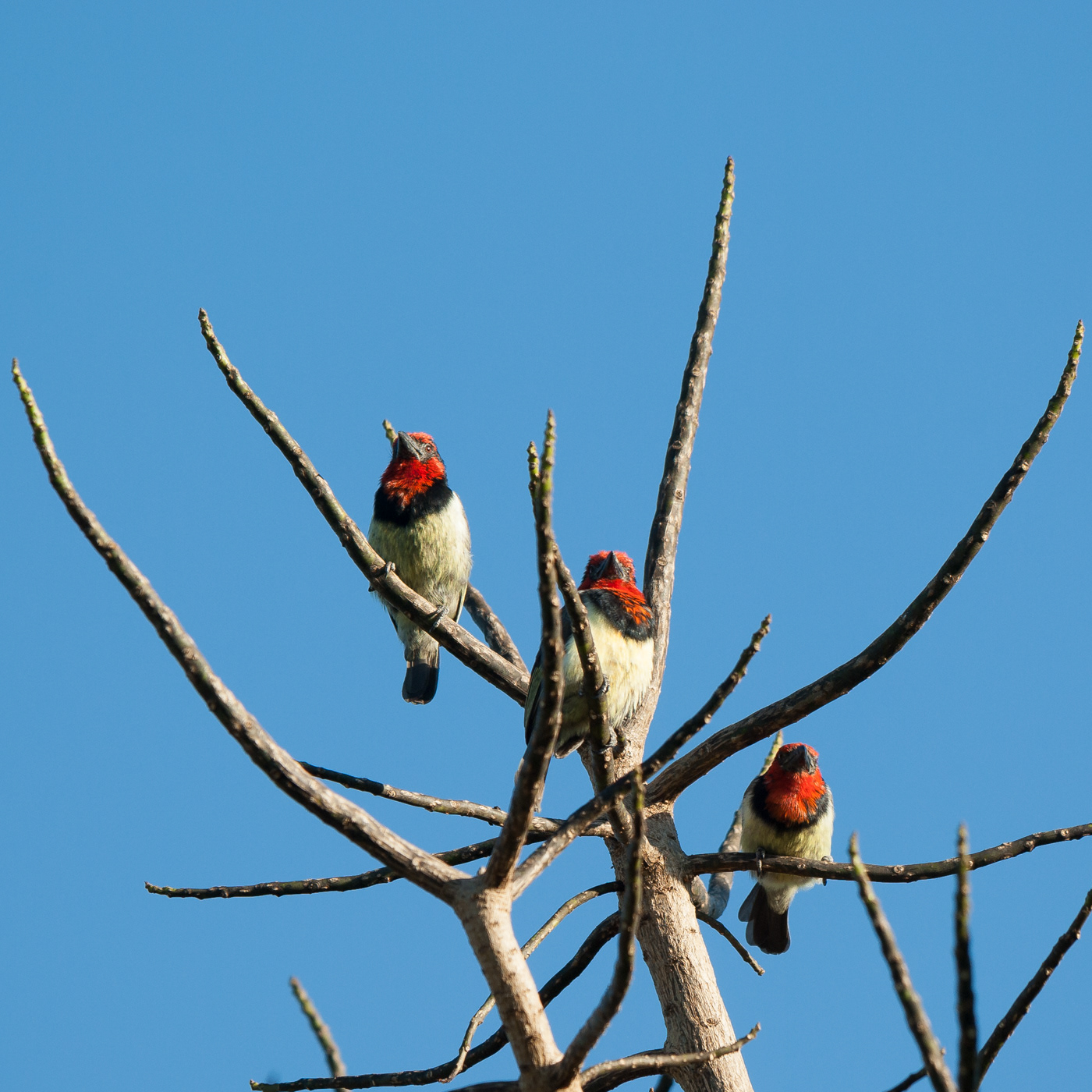 Black-collared Barbet