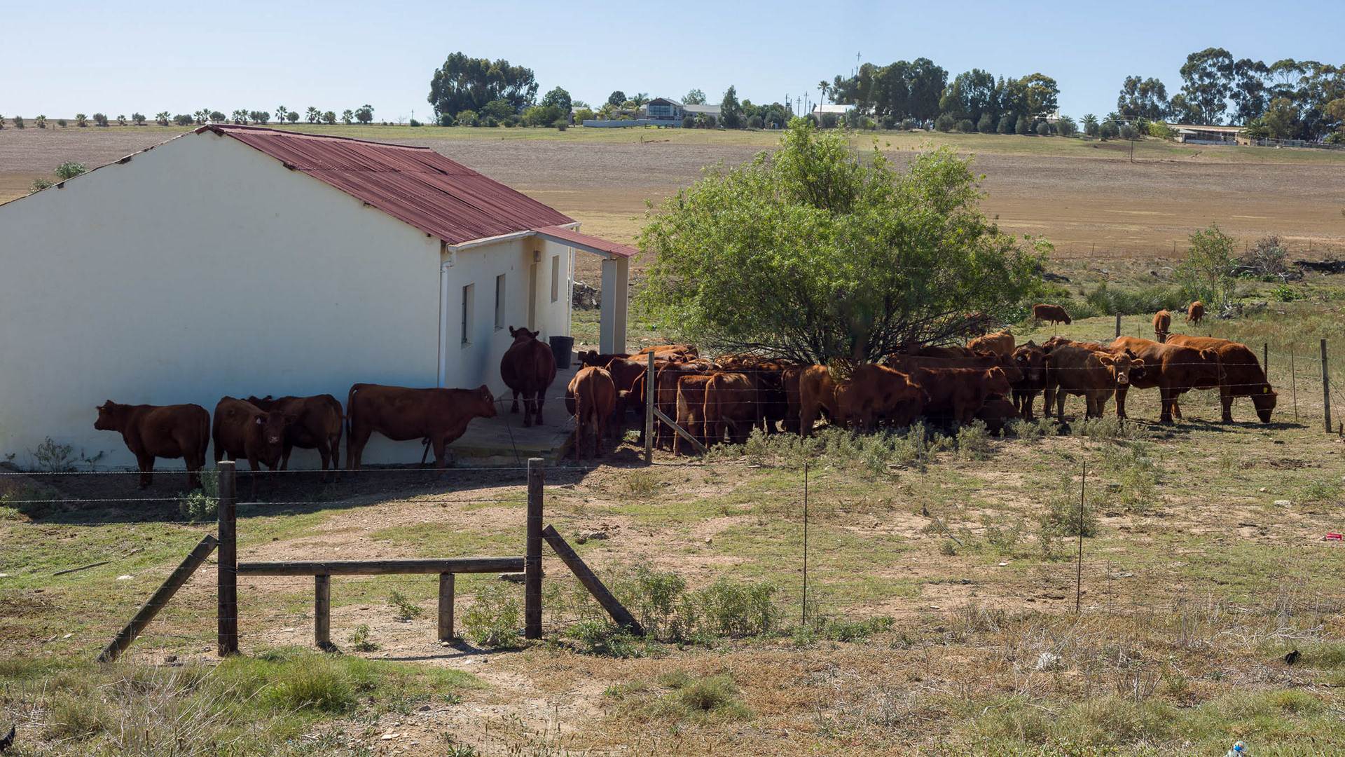 Visitors looking for a bit of shade. On the Riebeek Kasteel - Malmesbury road.