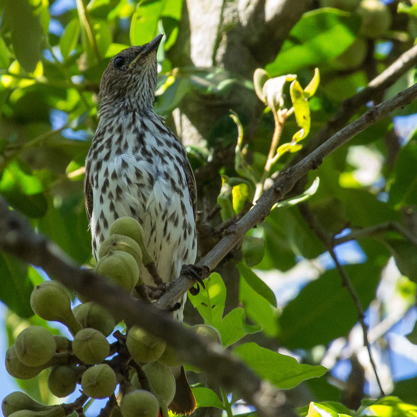 Violet-backed Starling