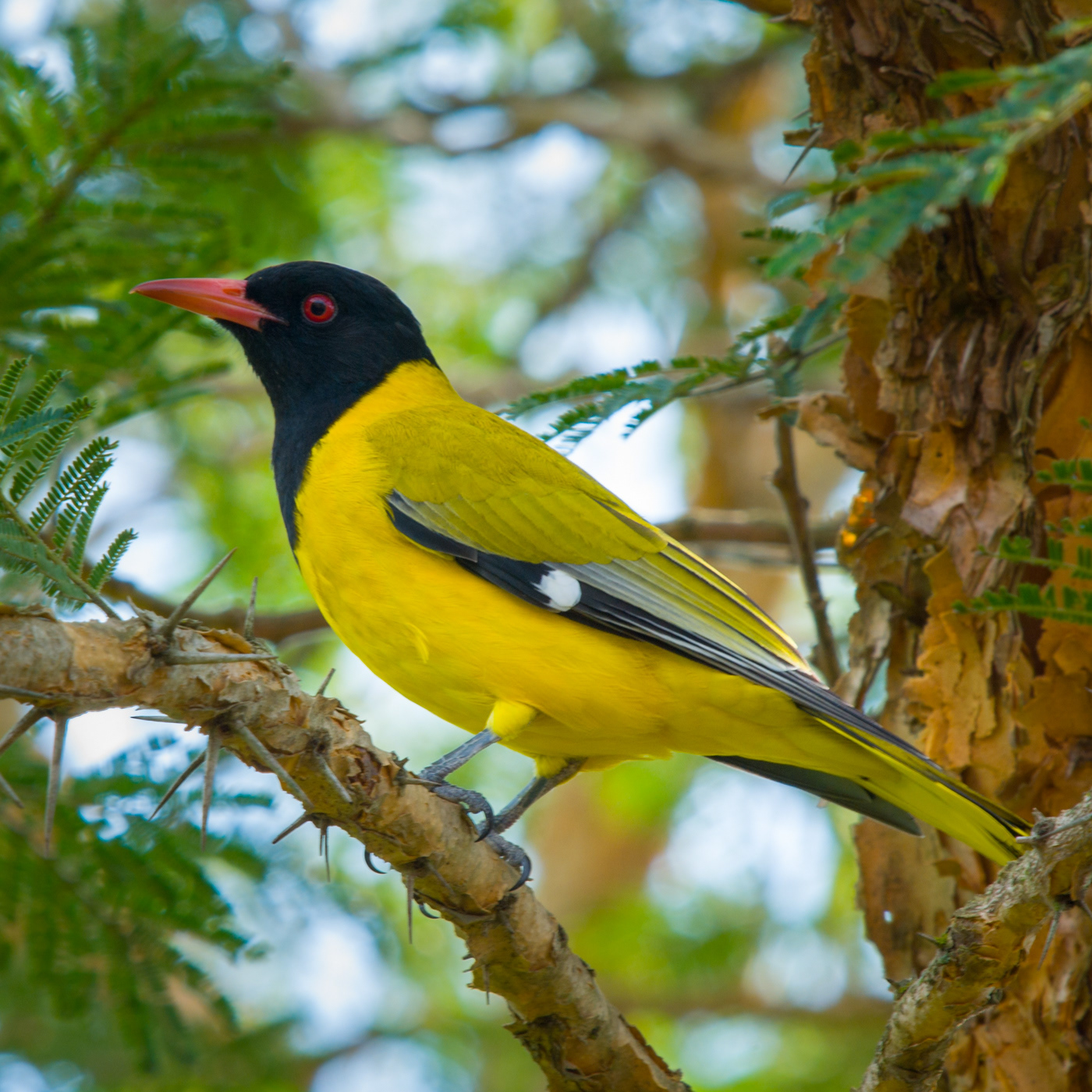 Black-headed Oriole