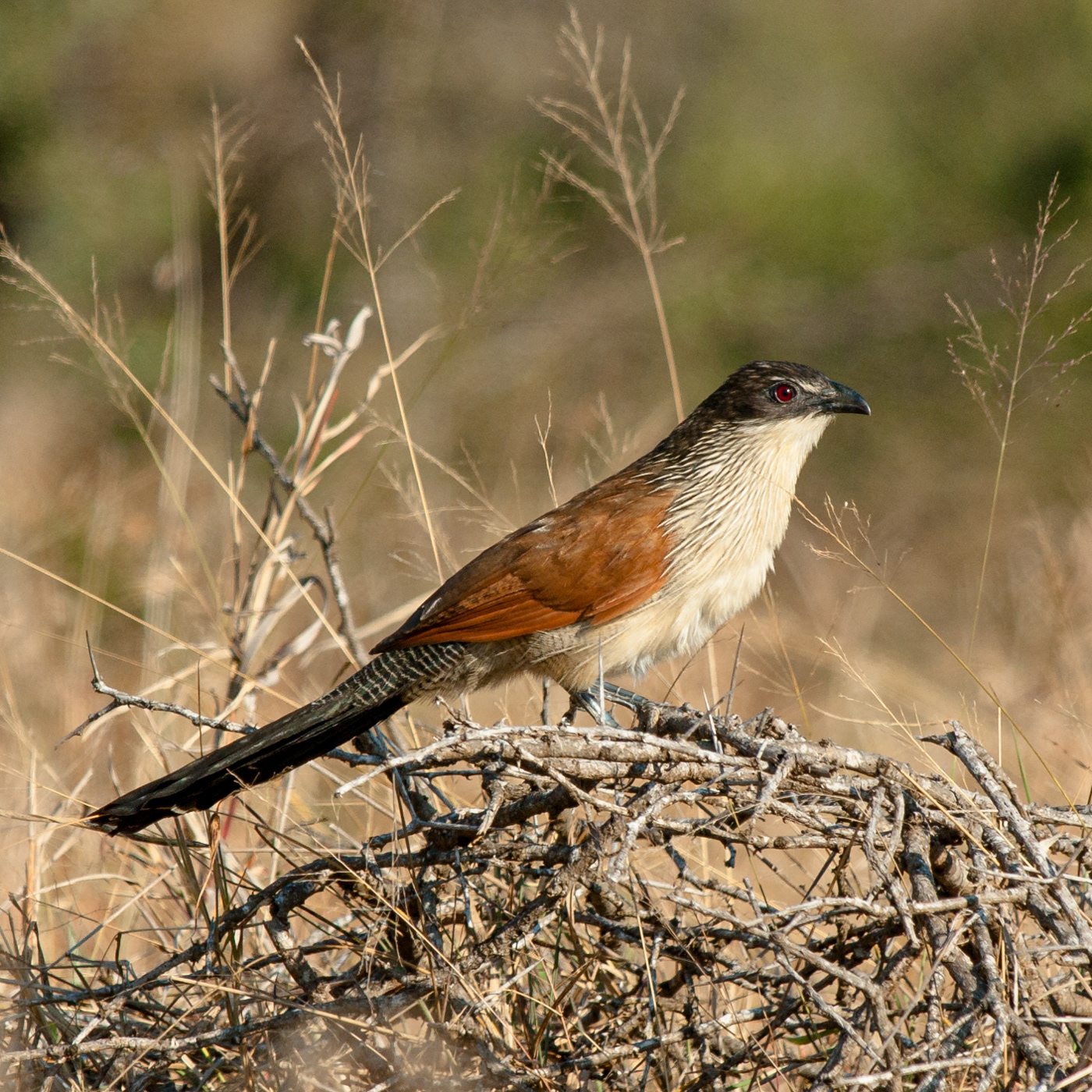 Burchill's Coucal