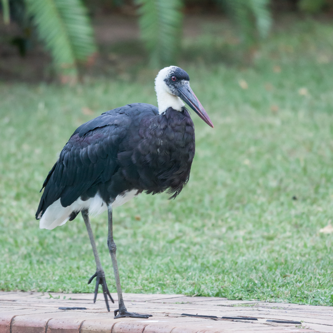 Wooly-necked Stork