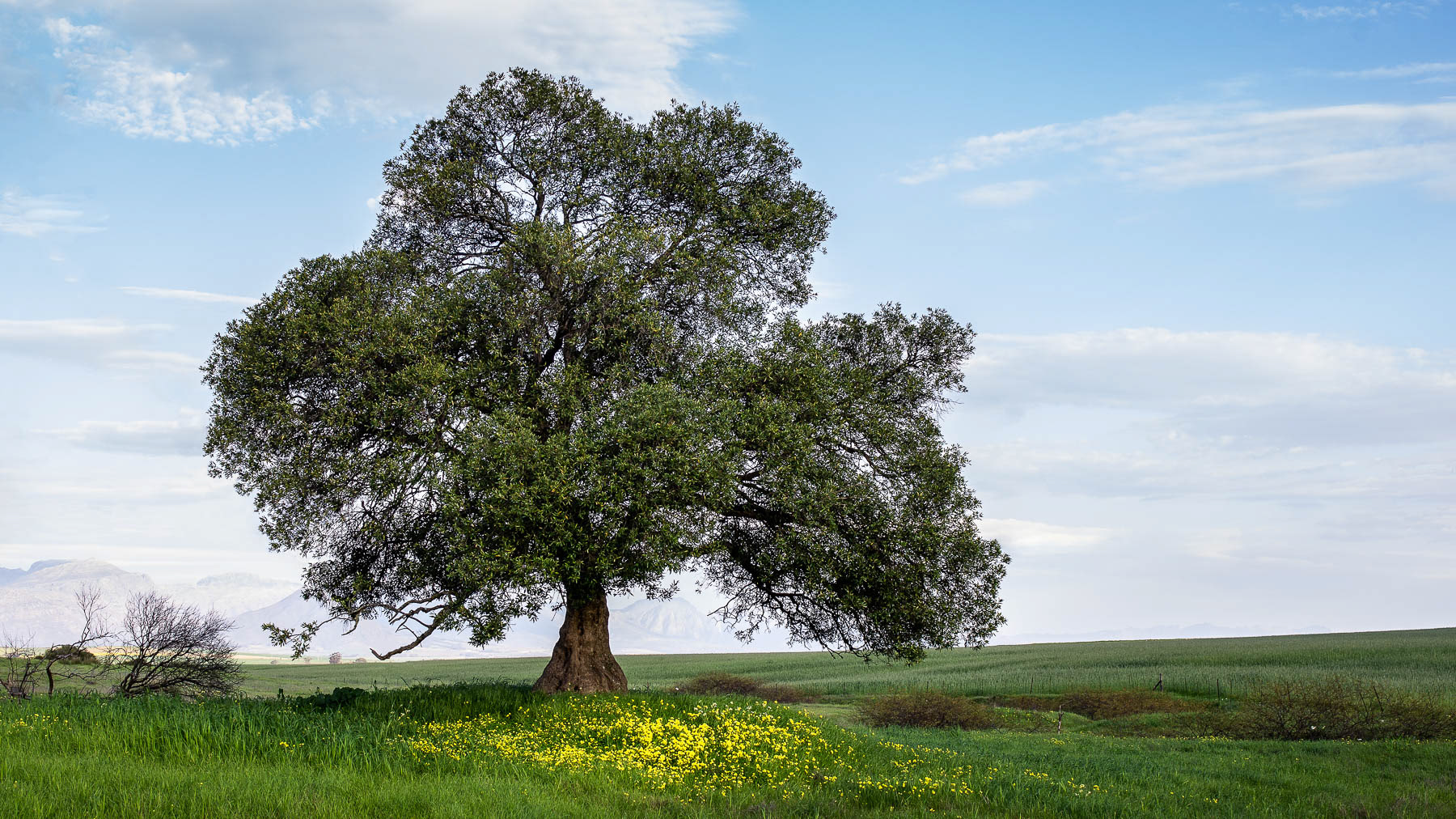 "The Post Office Tree" (Wild Olive)