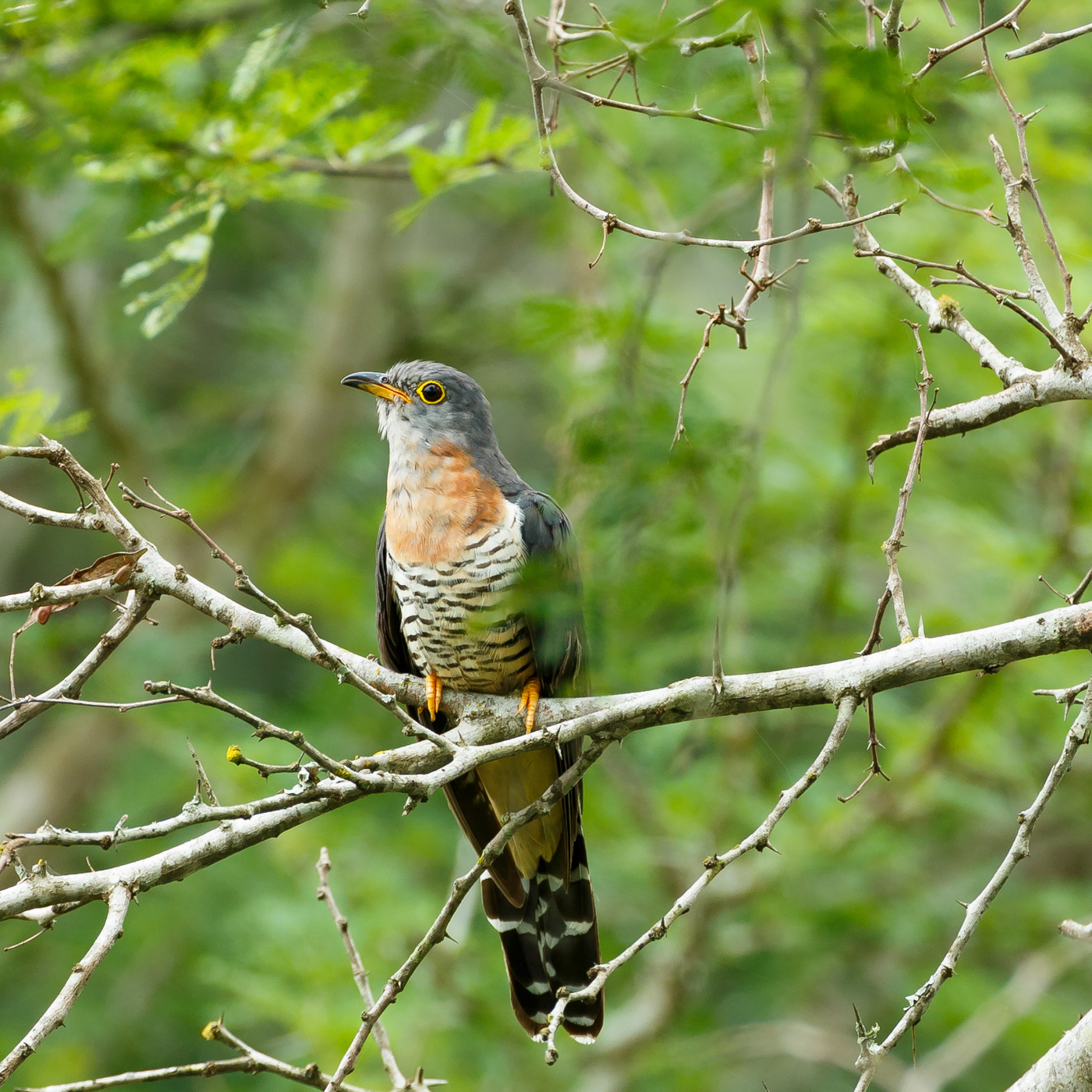 Red-chested Cuckoo