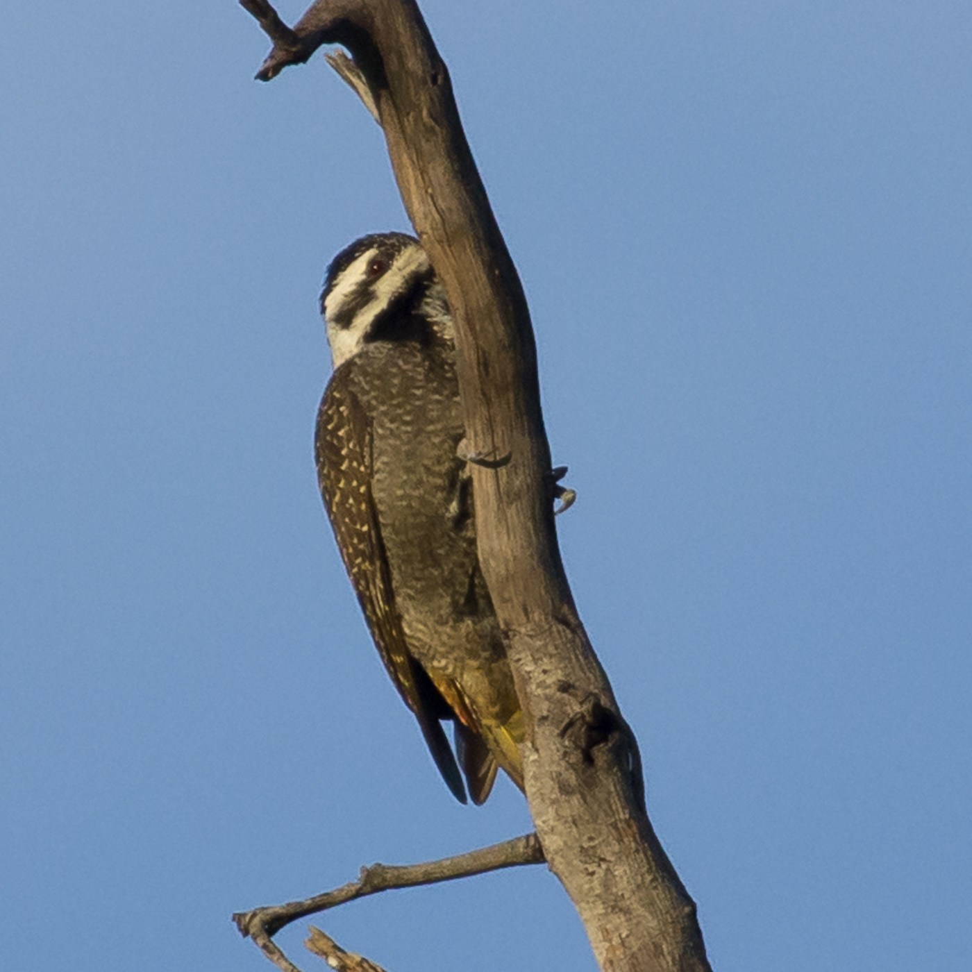 Bearded Woddpecker