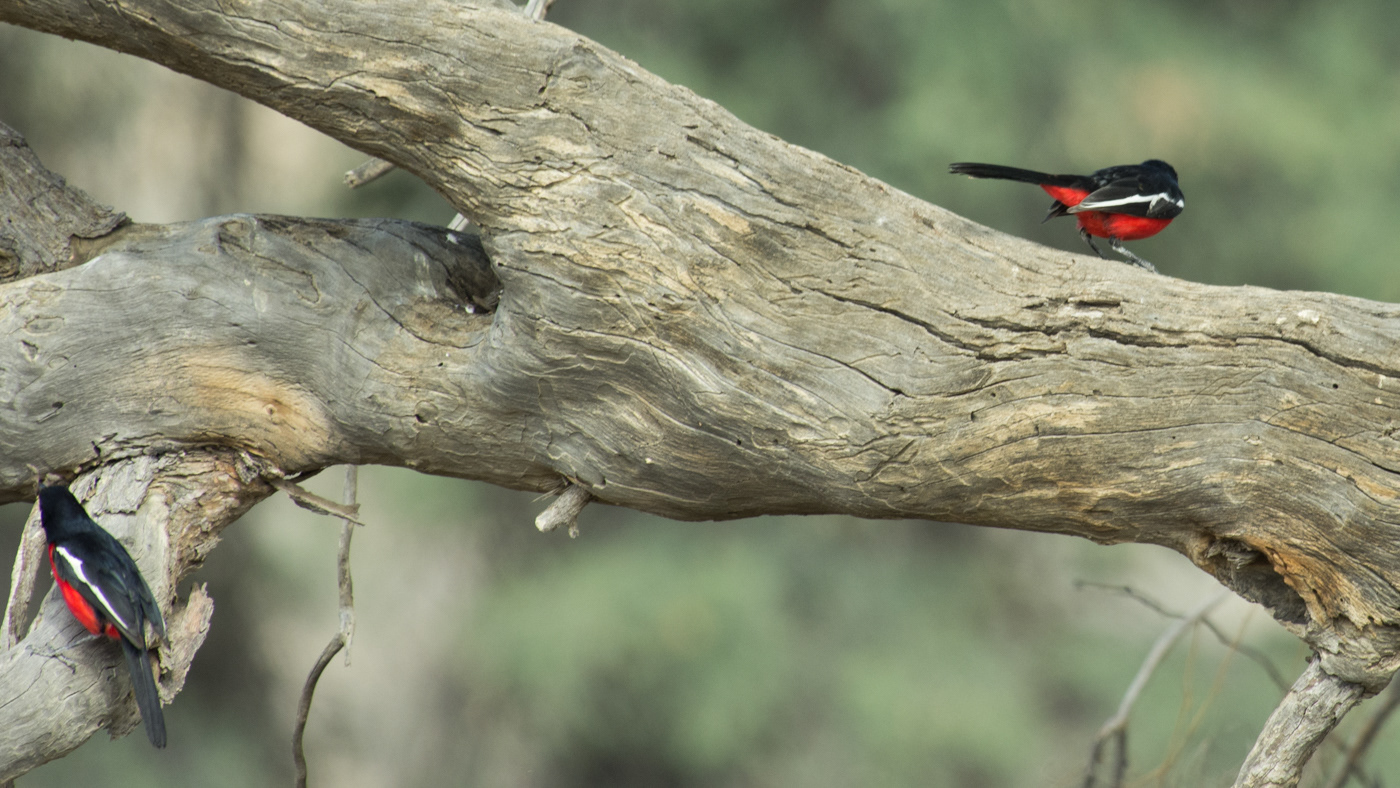 Crimson-breasted Shrike