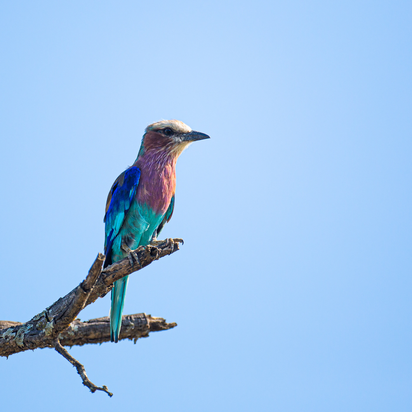 Lilac-breasted Roller